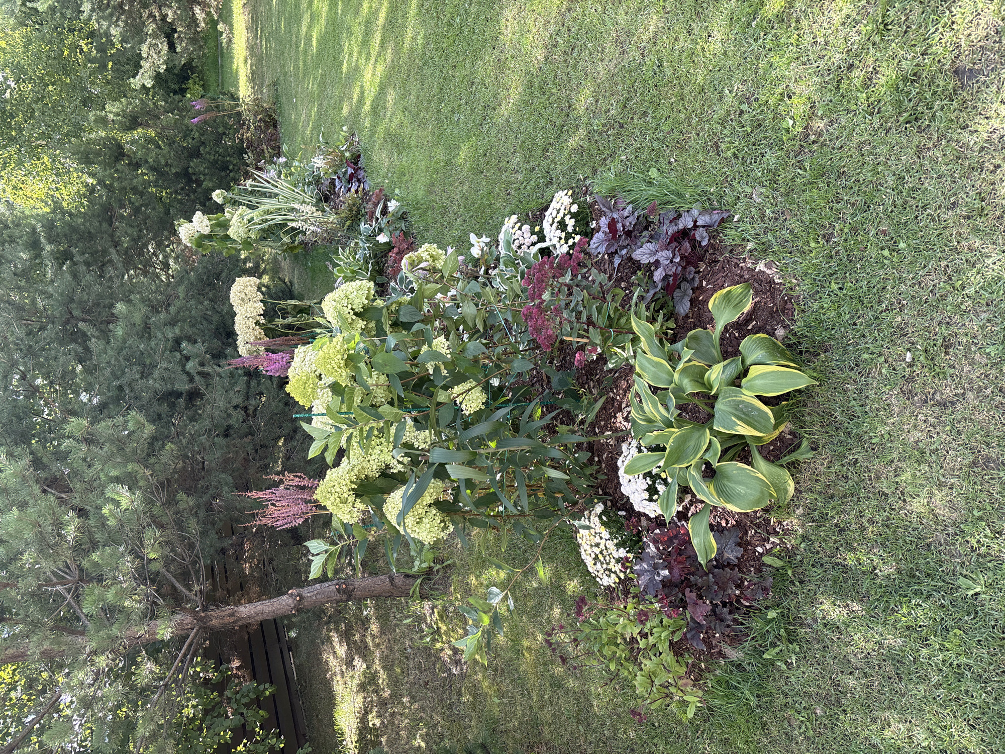 A sunlit garden in Pokrovskoe, Russia, features a curved flower bed filled with a variety of blooming plants. The foreground is dominated by a large hosta with variegated green and yellow leaves, nestled amongst dark purple foliage plants. Clusters of white chrysanthemums and smaller white flowers are interspersed throughout the bed. Towards the center, a tall hydrangea plant displays large, pale green flower heads. Pink astilbe adds vertical accents, while other plants with deep red and green leaves create texture and depth. A mature pine tree stands to the left, its trunk partially visible. The flower bed is bordered by mulched earth and surrounded by a lush green lawn that recedes into the background, where more trees and foliage create a natural backdrop. The scene is serene and well-maintained, showcasing a vibrant summer garden.