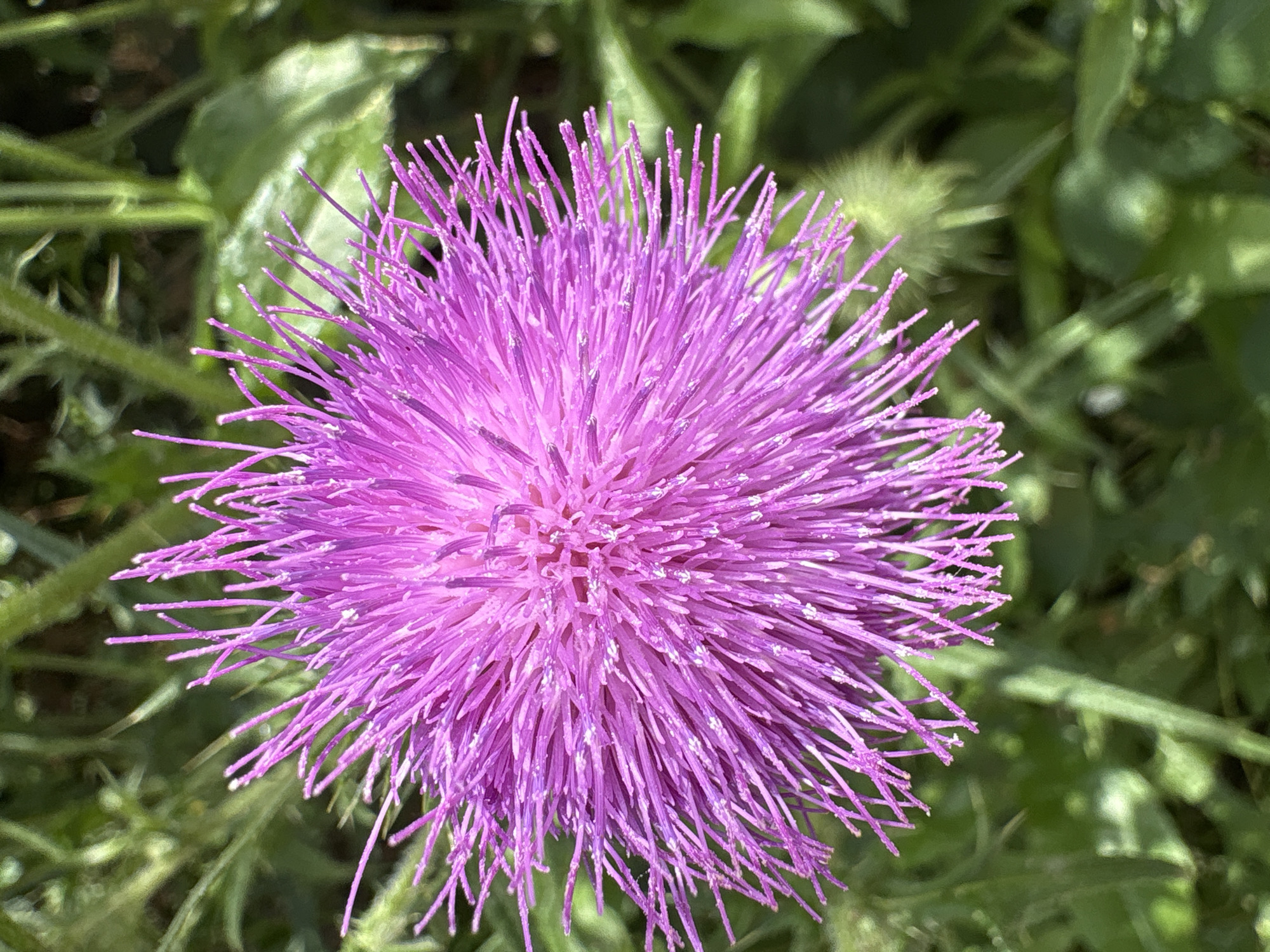 A close-up, top-down shot focuses on a vibrant purple thistle flower with numerous fine, pointed petals radiating from its center. The flower's petals are a bright, fuchsia-like purple, with some appearing slightly lighter or dusted with a white substance. The background is a blur of green foliage, indicating an outdoor setting. The lighting suggests it is daytime, with a bright light source casting subtle shadows. No people or man-made objects are visible in the image.