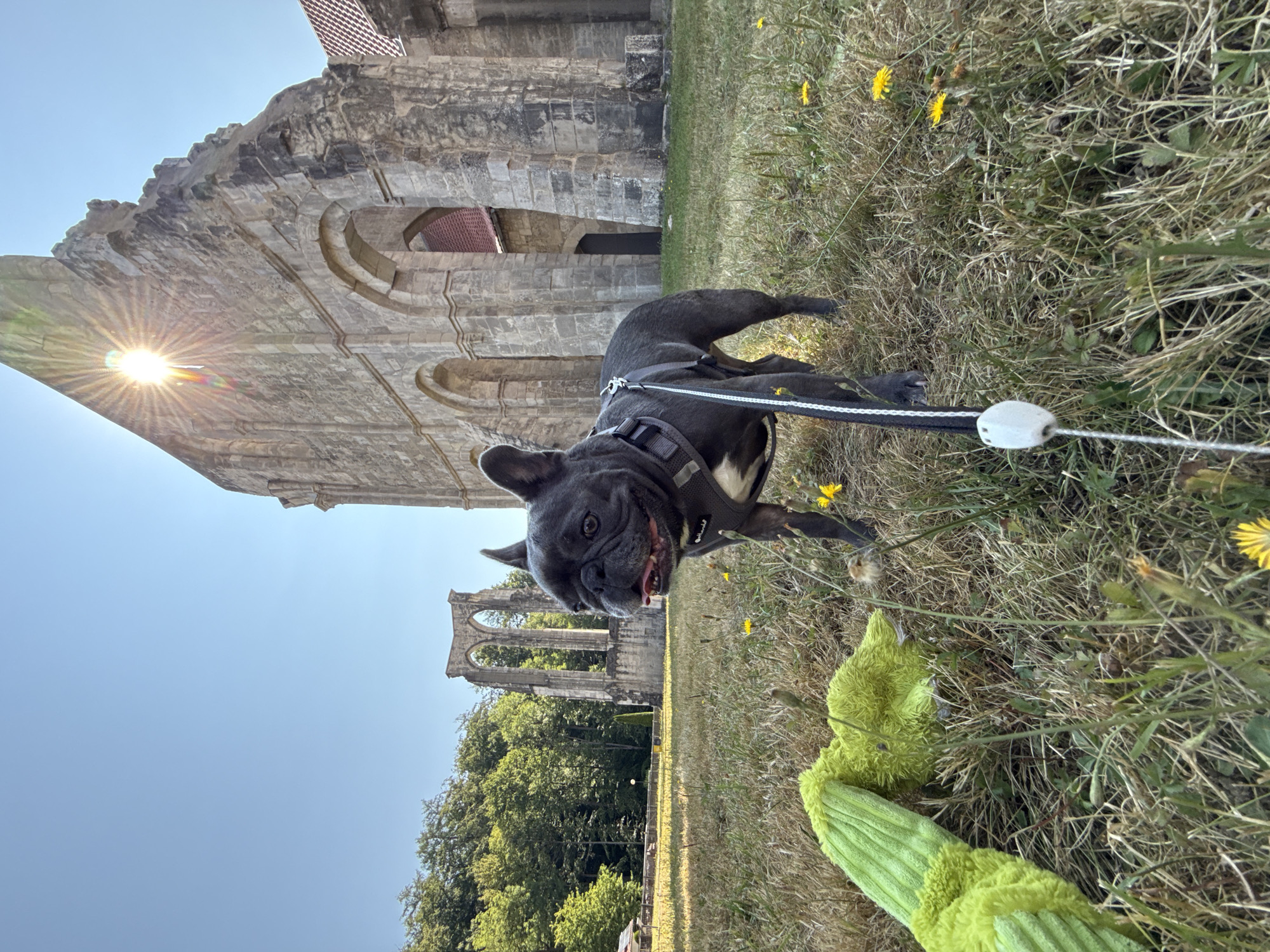 A French Bulldog stands on a grassy lawn in front of the ruins of Walkenried Abbey, a former Cistercian monastery. The dog, wearing a dark harness and leash, faces the right with its mouth open and tongue out, panting. A bright green plush toy lies on the grass to the left of the dog. The Abbey ruins, made of stone, feature large arched openings and are partially overgrown with vegetation. The sun shines brightly in the sky, casting lens flare and illuminating the side of the Abbey. Trees form a backdrop behind the ruins, and a clear blue sky is visible. The ground is covered in dry grass and scattered yellow wildflowers.