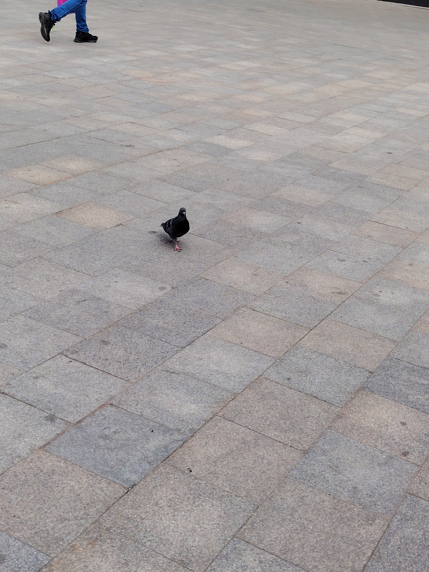 A pigeon stands on a paved courtyard in Zelenograd, Russia. The pigeon is dark gray with a black head. It is looking towards the camera. In the upper left corner of the image, a person's legs are visible. The person is wearing blue jeans and black shoes. They appear to be walking. The ground is paved with large, square gray tiles. The lighting suggests it is daytime.