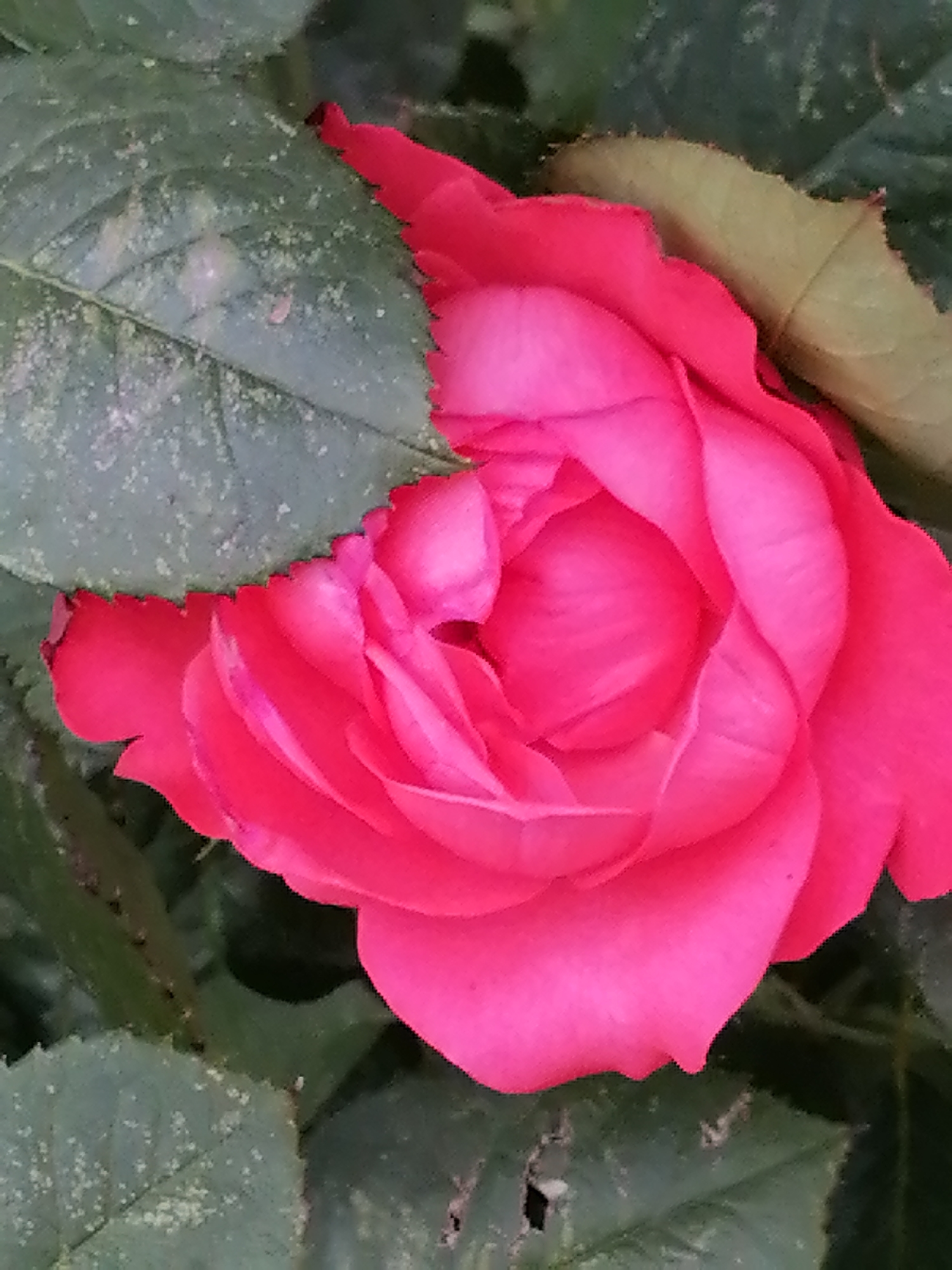 A close-up, vertical shot shows a vibrant pink rose in full bloom, with its petals unfurling in a spiral. Two large, textured green leaves frame the rose, one on the left and one on the upper right. The leaves have a slightly dusty appearance and visible veins. The background is filled with dark green foliage, suggesting a garden setting. There are no people or animals visible in the image. The scene is located in Unknown, Unknown.