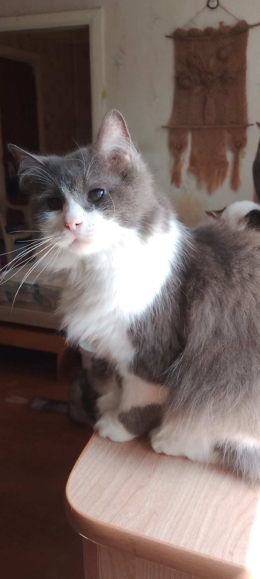 A medium shot captures a grey and white cat sitting on a light wooden table indoors. The cat is positioned to the right of the frame, facing left with its head tilted slightly downwards and to the left. Its gaze is directed away from the viewer. The cat has prominent white whiskers that extend outwards. Behind the cat, a macrame wall hanging with a floral design is visible against a light-colored wall. The background also includes a doorway and furniture, suggesting an indoor setting. The lighting appears to be natural, coming from a window to the left of the frame, casting shadows and highlighting the cat's fur. The environment suggests a residential interior.