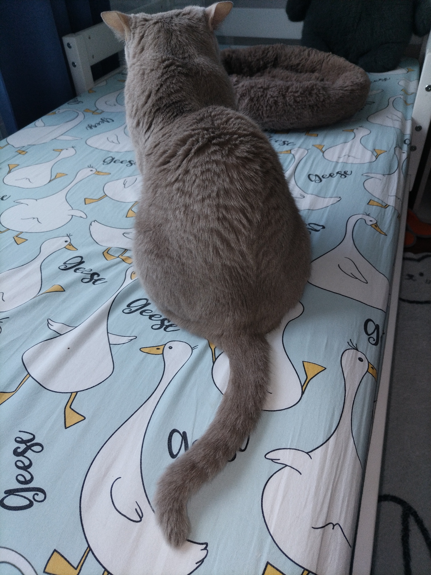 A grey British Shorthair cat is lying on a light blue bedsheet with a pattern of white geese and the word "Geese" written on it. The cat is positioned facing away from the camera, with its back and tail visible. To the left of the cat, a portion of a white metal bed frame is visible. To the right of the cat, a fluffy brown pet bed and a dark green stuffed toy are situated on the same bedsheet. The background is out of focus, but suggests an indoor setting.