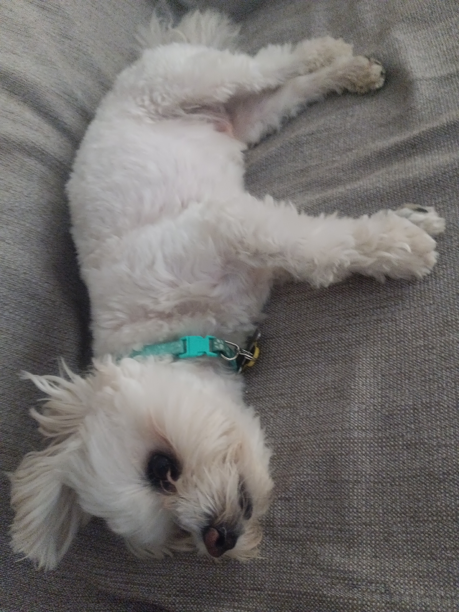 A white dog with shaggy fur is lying on its back on a grey textured surface, likely a couch. The dog is wearing a light blue collar. Its head is tilted to the left, and its eyes are partially closed. The dog's paws are splayed upwards. The background is a uniform grey texture, suggesting an indoor setting. The scene is a close-up shot, with the dog occupying most of the frame.