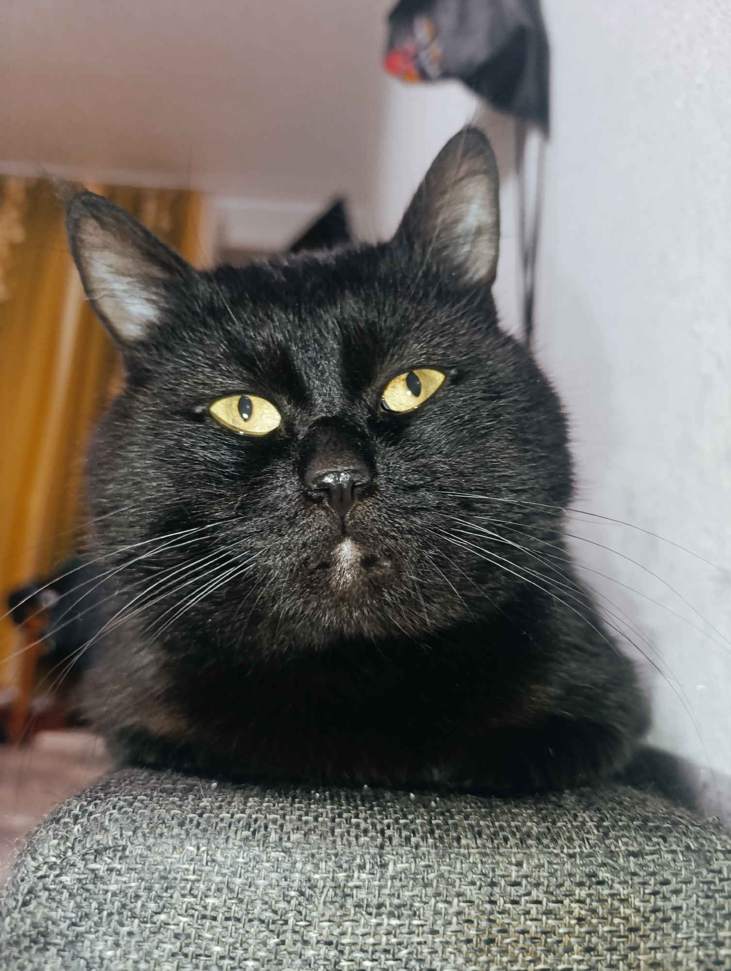 A black cat with striking yellow eyes is positioned in the foreground of the image. The cat is facing the camera directly, its gaze intense. Its fur is dark and appears soft, with prominent white whiskers fanning out from its muzzle. A small patch of white fur is visible on its chin. The cat is resting on a textured grey surface, likely a piece of furniture like a couch or chair. The background is softly blurred, showing hints of a domestic environment with warm-toned curtains or blinds on the left and a white wall on the right. There is also a dark object hanging on the wall in the upper right corner, its details indistinct. The lighting in the image is moderate, highlighting the cat's features. The setting is a room in a residential building in the city of Zlatopil, Ukraine.