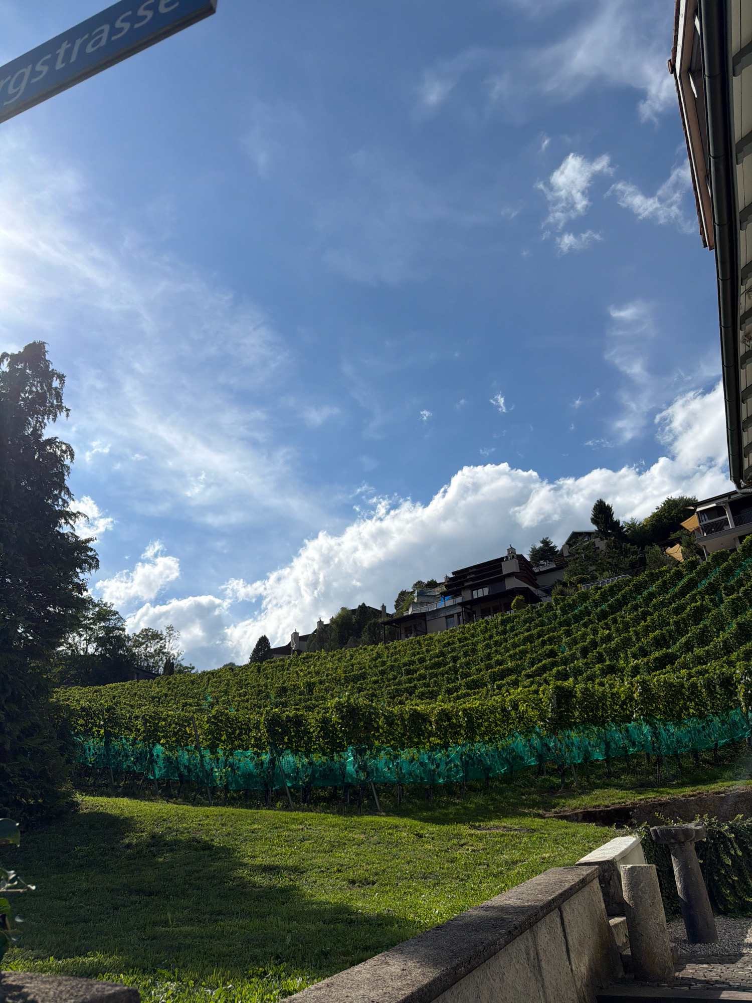 An outdoor medium shot captures a sunny day with a vast vineyard on a hillside under a blue sky dotted with white clouds. In the upper left corner, a blue street sign with white lettering reads "rgstrasse". The vineyard, characterized by neat rows of green vines, is covered in sections by green netting. Several modern houses with balconies are visible nestled amongst the trees on the slope above the vineyard. A large evergreen tree stands on the left, partially shading a patch of lush green grass in the foreground. A concrete wall with stone pillars is present in the lower right corner, with cobblestone paving visible beyond it. The sun casts shadows across the grassy area.