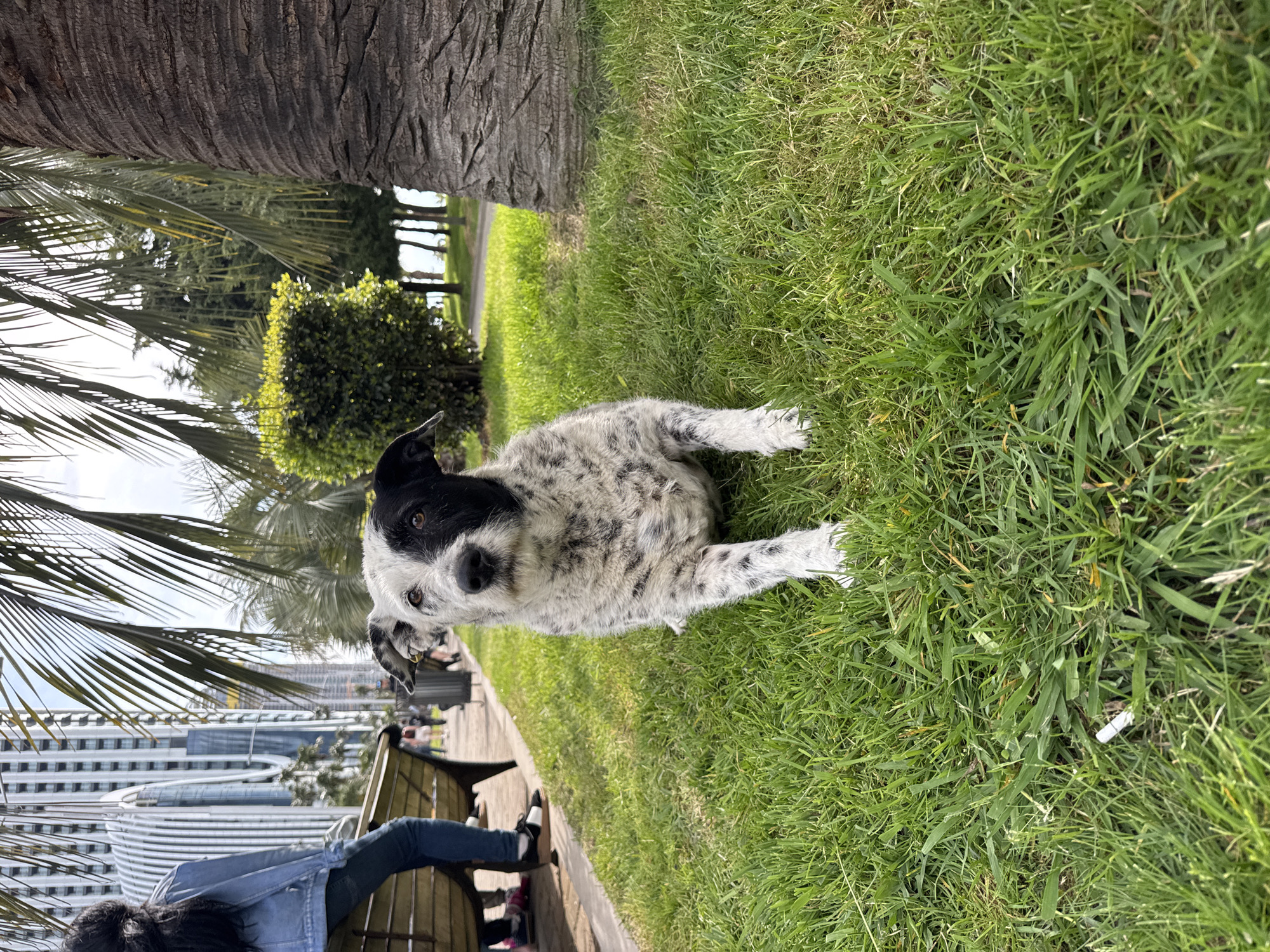 The image captures a medium-sized, spotted dog lying on a patch of green grass next to a tree. The dog has a black-and-white coat and is positioned near the base of the tree trunk. In the background, there's a park bench with a person wearing jeans sitting on it. Further in the background, there is a view of buildings. The scene is in Batumi, Georgia. Palm trees and other green vegetation are visible in the background, contributing to the overall park setting.