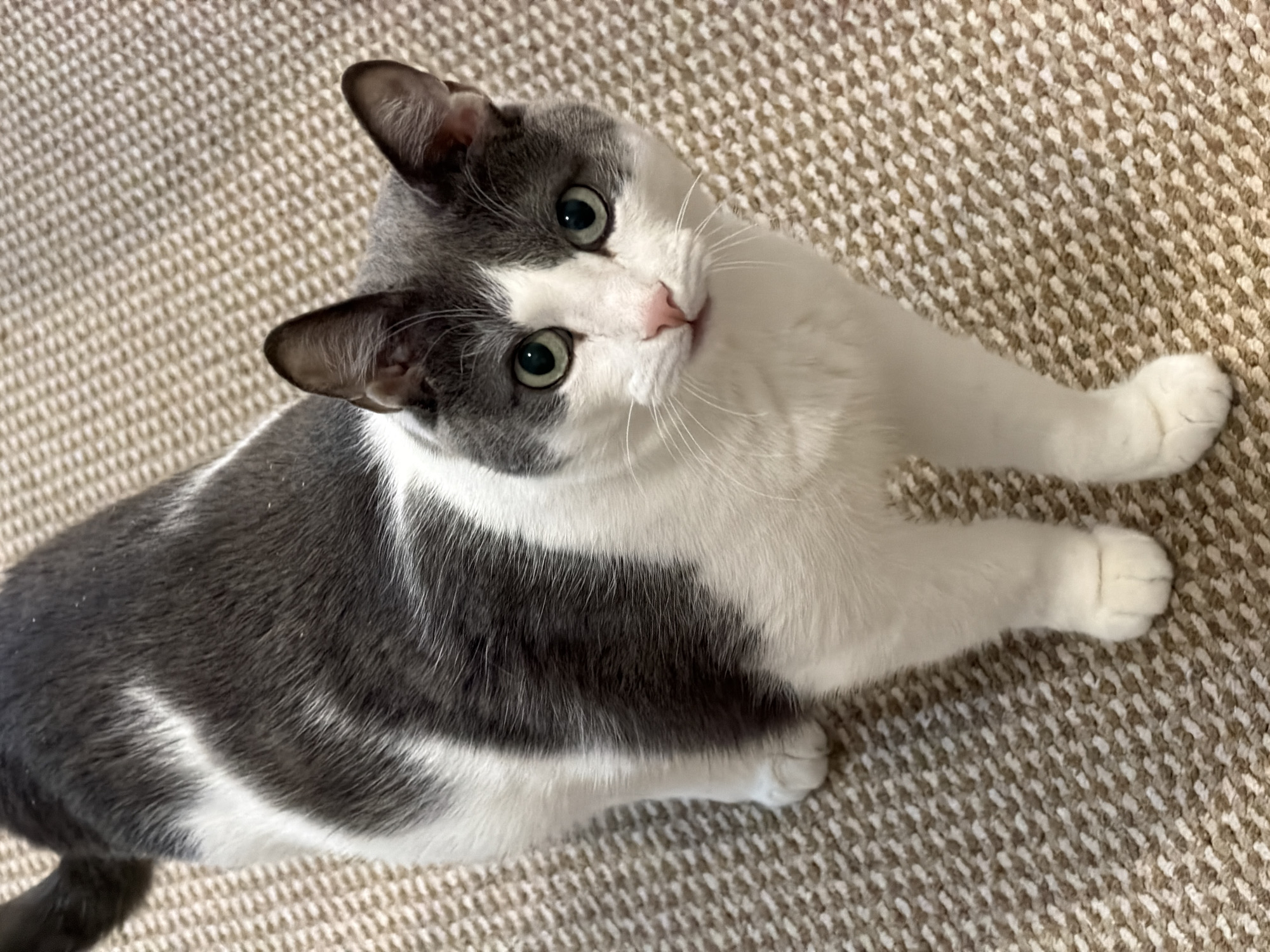 A gray and white cat is lying on a beige carpet. The cat is looking up at the camera with its green eyes. The cat's left ear is gray, and its right ear is gray. The cat's body is a mix of gray and white. The cat's paws are white.
I am unable to provide information about the city of Pervomaysky, Russia, as it is not present in the image.