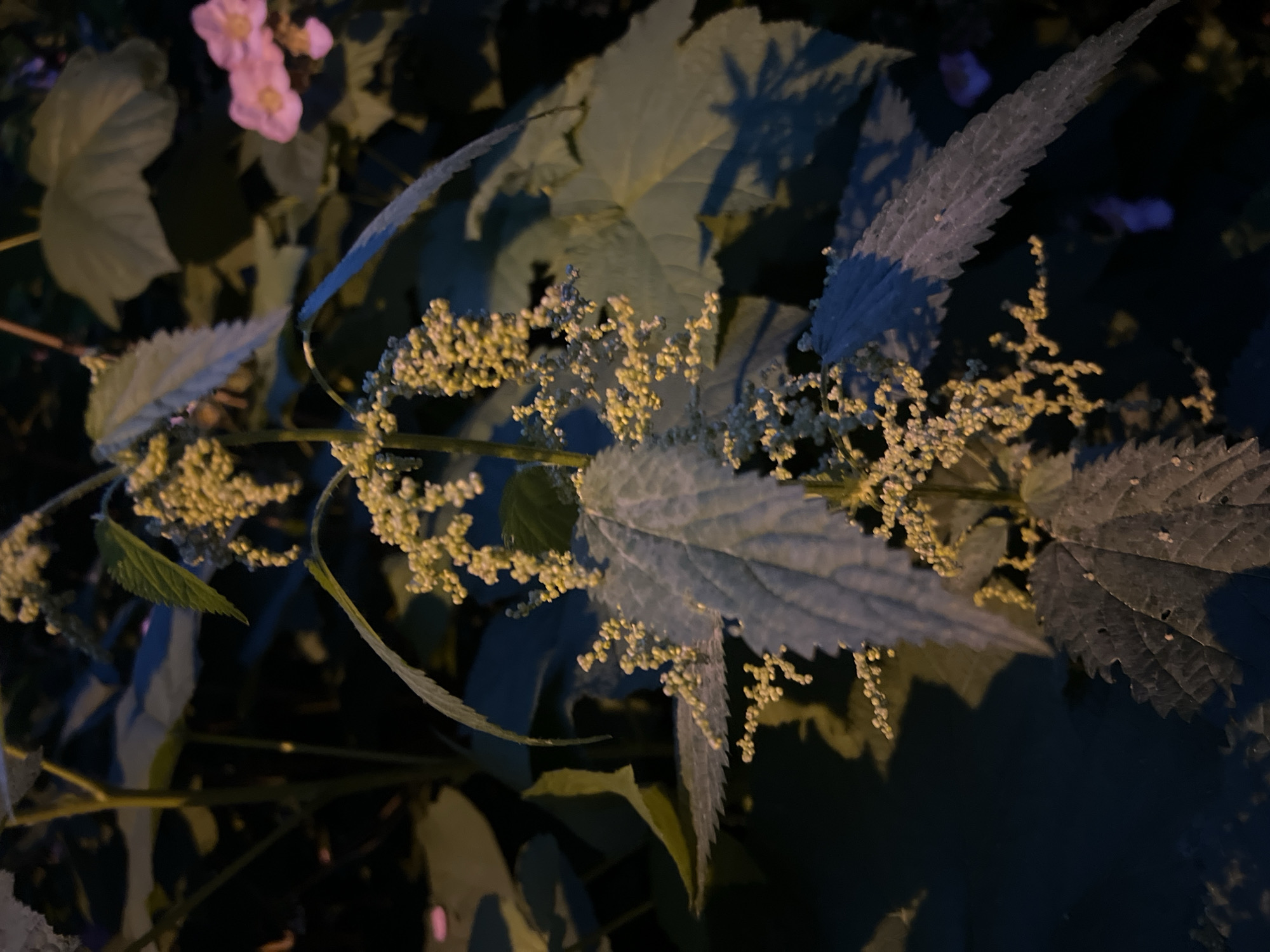 This is a close-up, low-light, vertical photograph of a flowering plant, likely stinging nettle, in Sinyavino, Russia. The plant has distinctive serrated leaves and delicate, pale yellow flower clusters that hang in drooping racemes. Some of the leaves are illuminated by artificial light, creating strong shadows and highlighting the textured surface of the foliage. In the upper left corner, out of focus, are hints of pink flowers and larger, lighter green leaves, suggesting other plants in the vicinity. The overall impression is one of natural growth captured in the evening or night. The dark background and the way the light falls on the plant create a somewhat dramatic and intimate mood. There is no visible text in the image. The scene is one of vegetation in a natural or semi-natural outdoor setting.