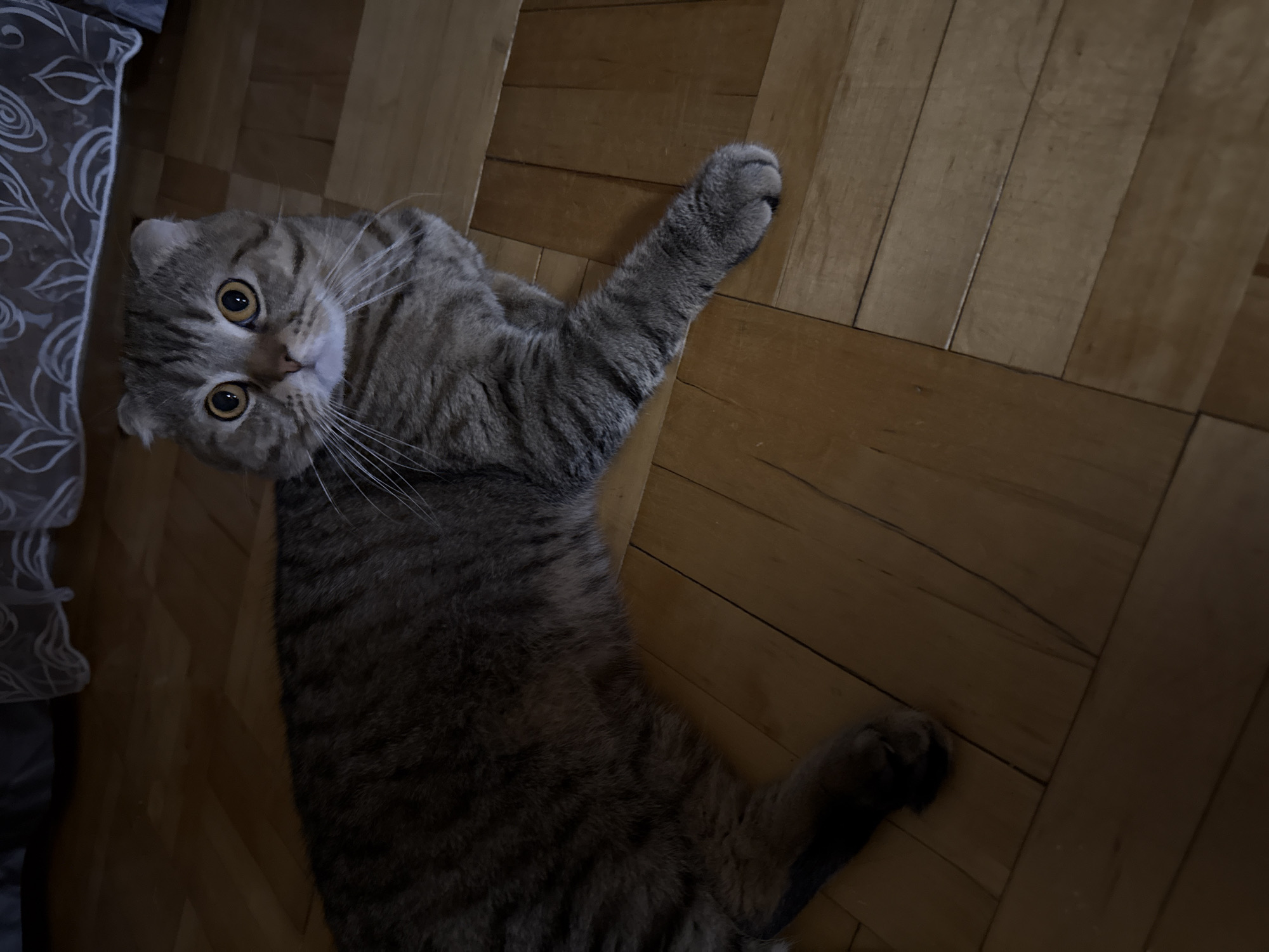 A tabby cat with yellow eyes is lying on a hardwood floor. The cat is looking up at the camera with its head tilted to the left. Its right paw is extended in the air. To the left, a piece of patterned fabric is visible. The location is Unknown, Unknown.