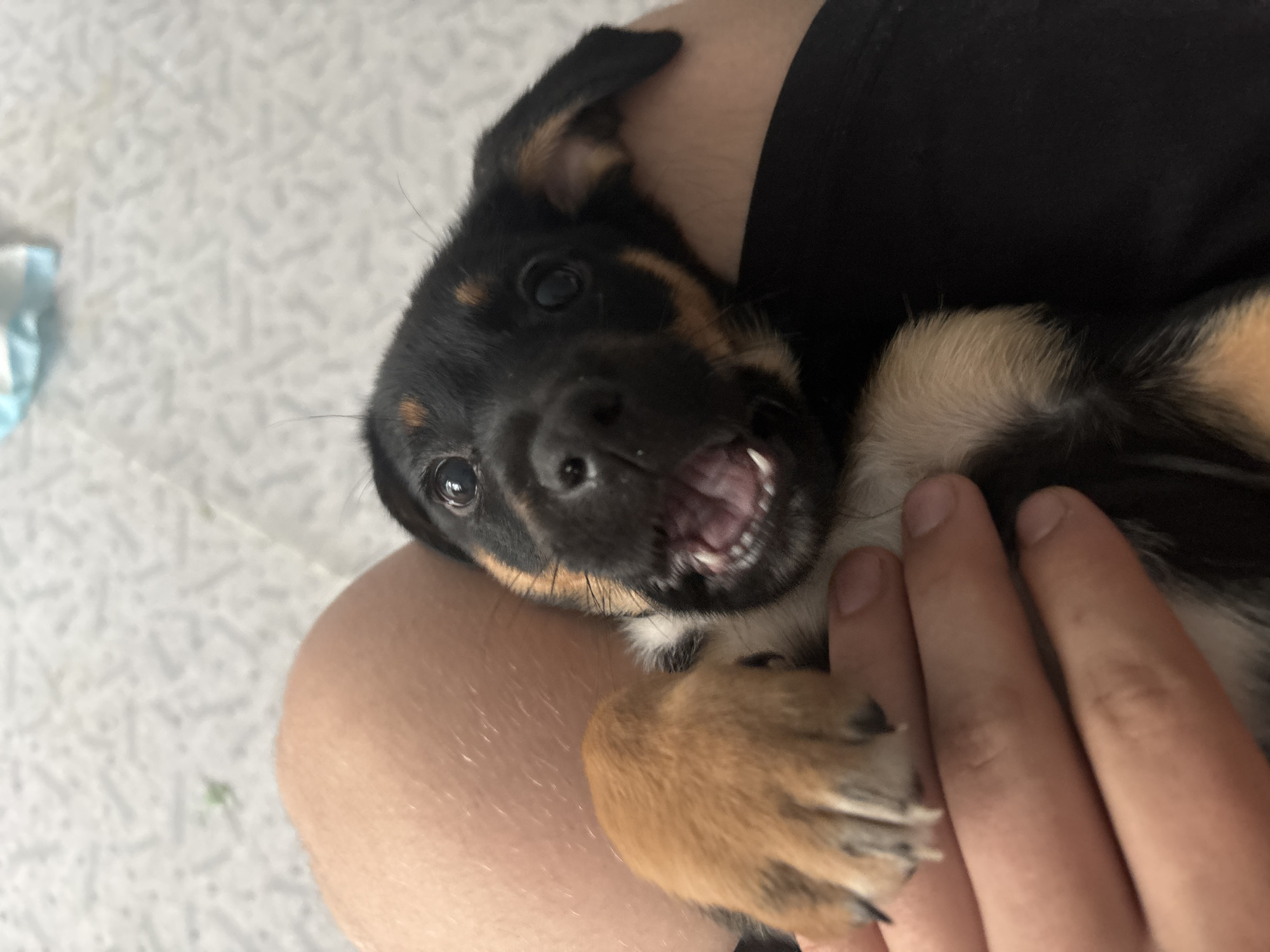 A close-up shot shows a puppy's face and paw being held by a person's hands. The puppy has black and tan fur, with large, dark eyes and an open mouth, revealing small teeth and a pink tongue. The puppy's front paw, with light brown fur and dark claws, is held in the foreground by a person's fingers. The person's bare leg is visible in the upper left portion of the image, and dark fabric, possibly clothing, is visible in the lower right. The background is a textured, light-colored surface, possibly a blanket or carpet, with a hint of blue and white fabric in the upper left corner. The scene is indoors, likely a domestic setting.