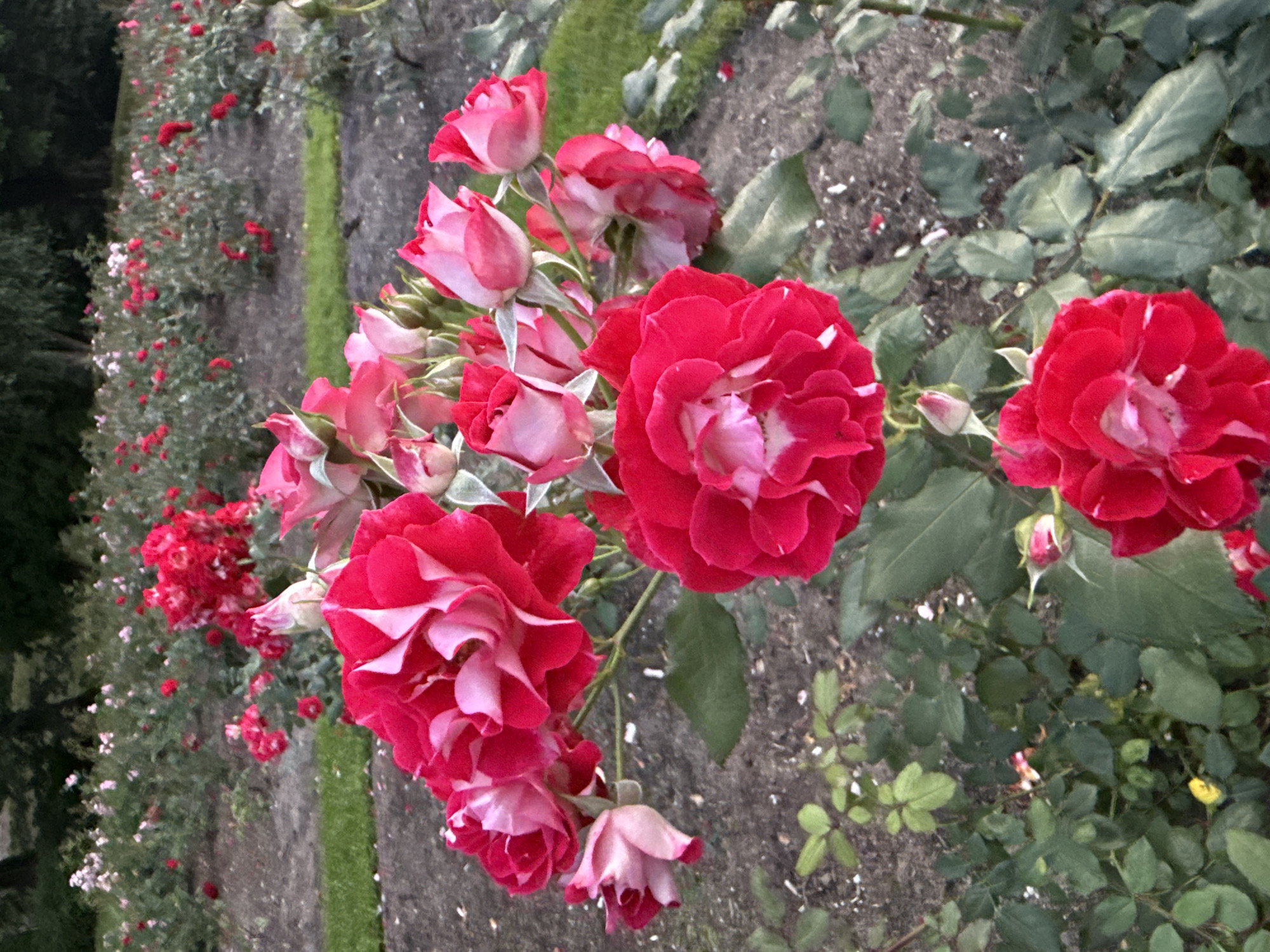 The image shows a close-up of several vibrant red and pink roses in a garden. The roses are in various stages of bloom, with some fully open and others in bud. The petals are detailed, showing the delicate veins and soft texture. In the background, more rose bushes are visible, creating a lush, floral landscape. The ground is covered with dark soil and scattered with small, light-colored debris. A strip of green grass runs horizontally in the middle ground, separating the foreground roses from the background. The overall impression is one of a beautiful, well-maintained rose garden. The lighting suggests it may be late afternoon or early morning, with soft shadows and diffused light. There are no people or animals present in the image.