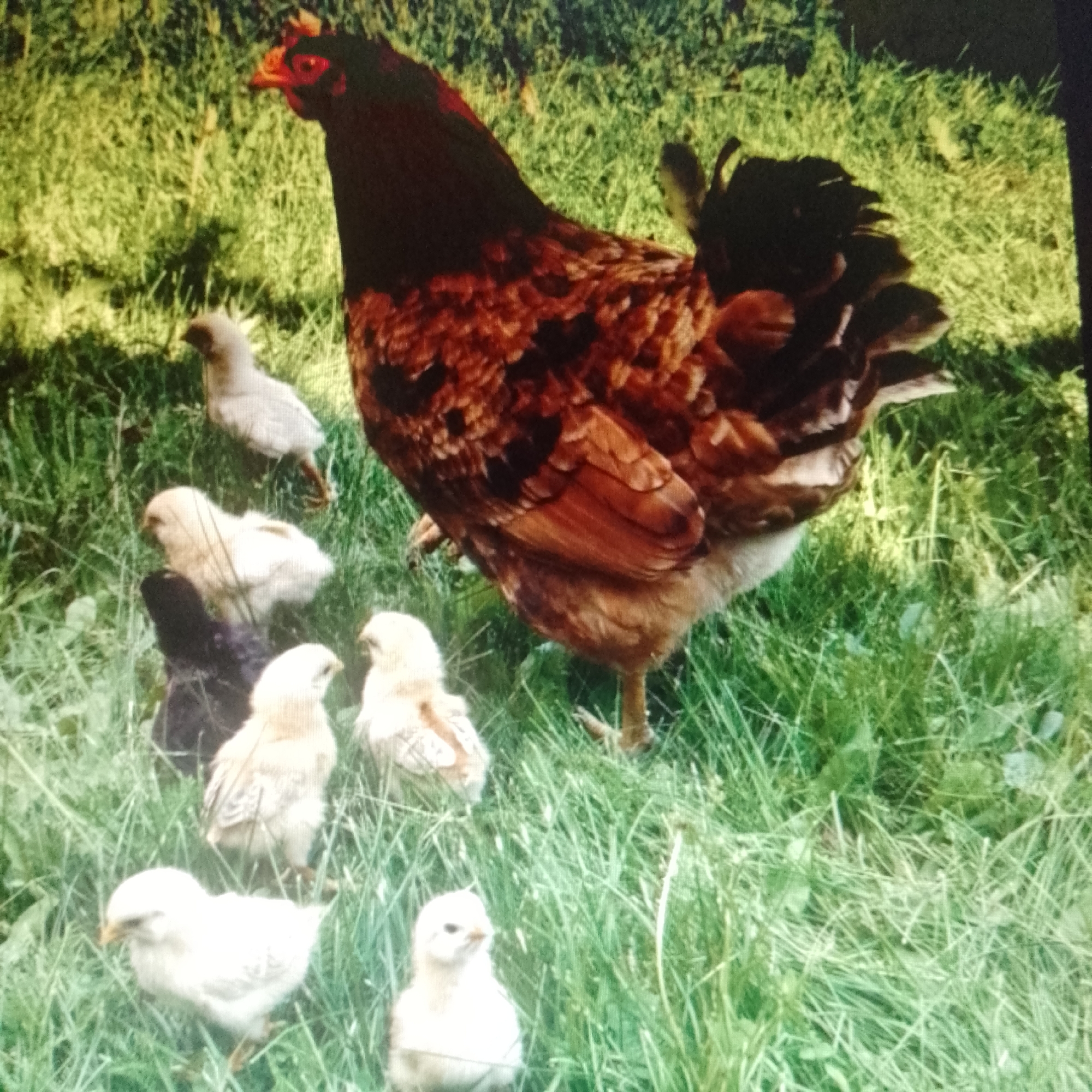The image shows a brown hen with black tail feathers standing in a grassy area. There are several chicks of varying colors (white, gray, and black) surrounding the hen. The location appears to be outdoors in a field or yard.