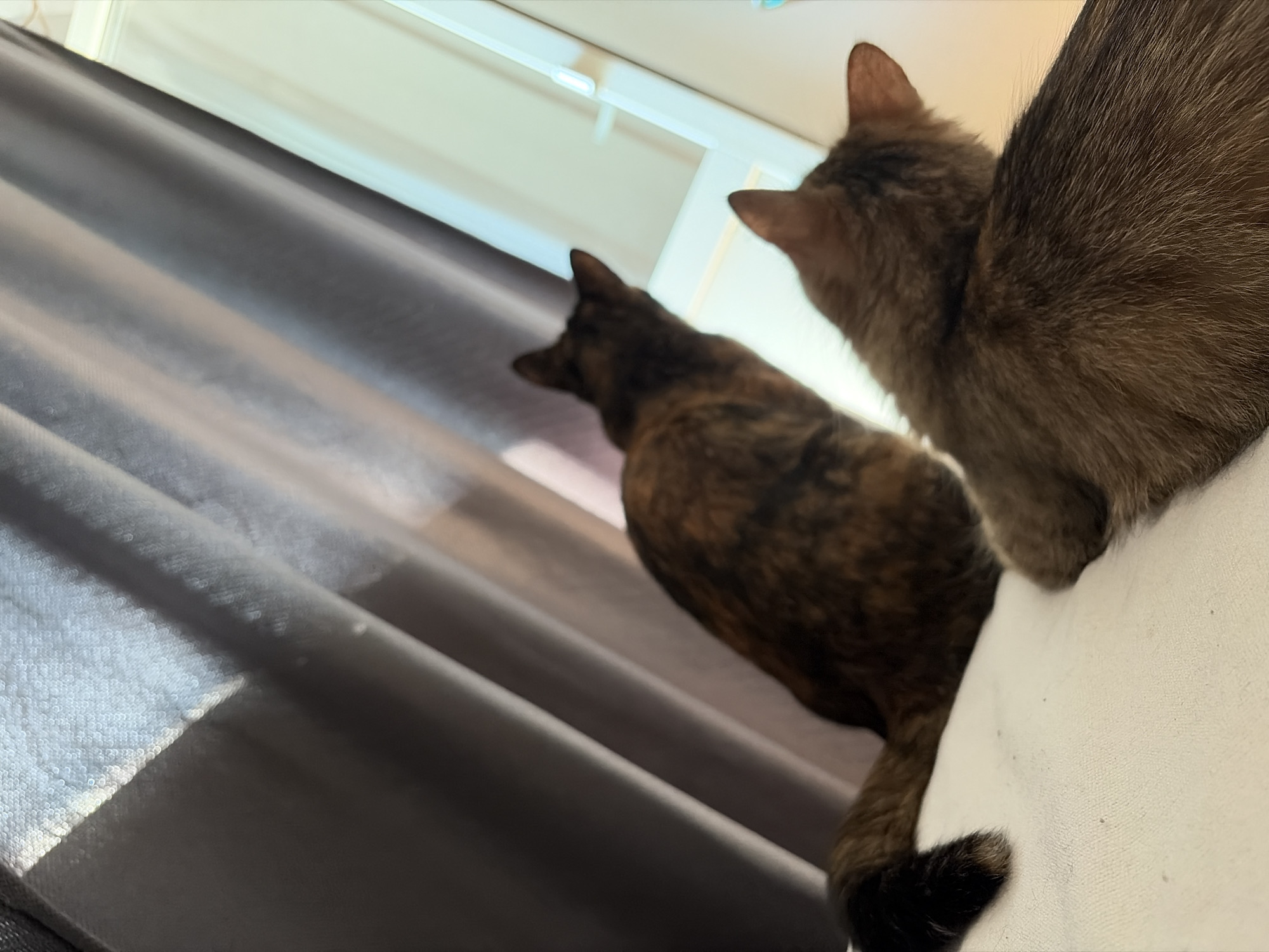The image depicts two cats, one behind the other, presumably indoors. The cat in the foreground is mostly out of focus, with its head and back visible. It appears to be a tabby cat with a brown and grey coat. The second cat, behind the first, is in focus and also appears to be a tabby, with a darker, mottled coat. Its head is turned towards the left. A grey curtain hangs in the background, obscuring a window. The setting does not appear to be identifiable within Chaikovsky, Russia, and no people are visible.