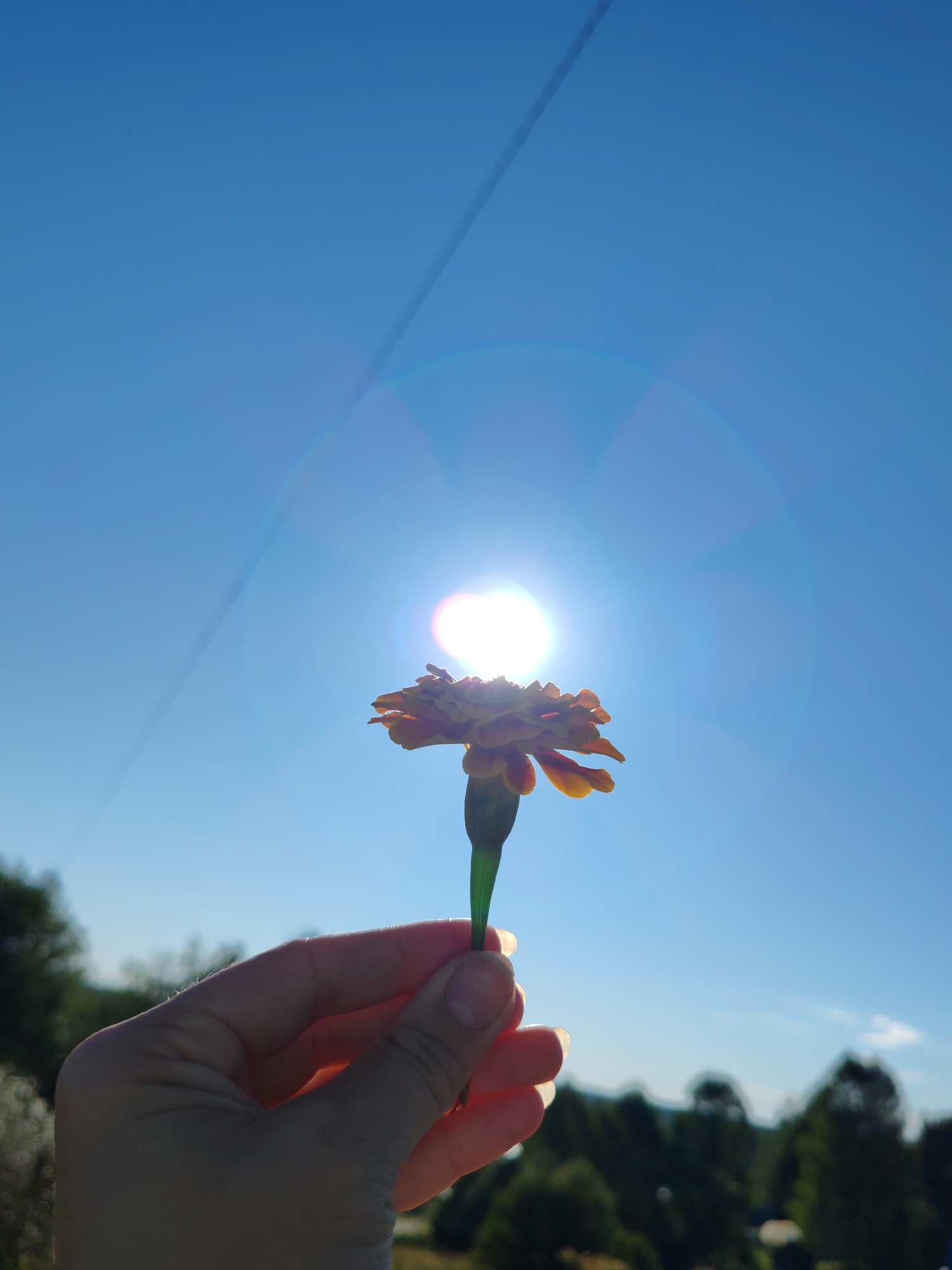 A close-up, low-angle shot shows a hand holding a single marigold flower against a bright blue sky with the sun shining prominently. The flower, with its orange and yellow petals, is silhouetted against the intense sunlight, creating a lens flare effect. The hand, with manicured nails, is holding the stem of the flower near the bloom. In the background, out of focus, are dark green trees and a hint of a distant landscape, possibly indicative of a park or a rural setting. The overall lighting is bright and sunny. The image is likely taken outdoors, in an open area with a clear sky, such as a park or garden. The location is not definitively identifiable as the city of Чухлэм, Russia based solely on visual evidence.