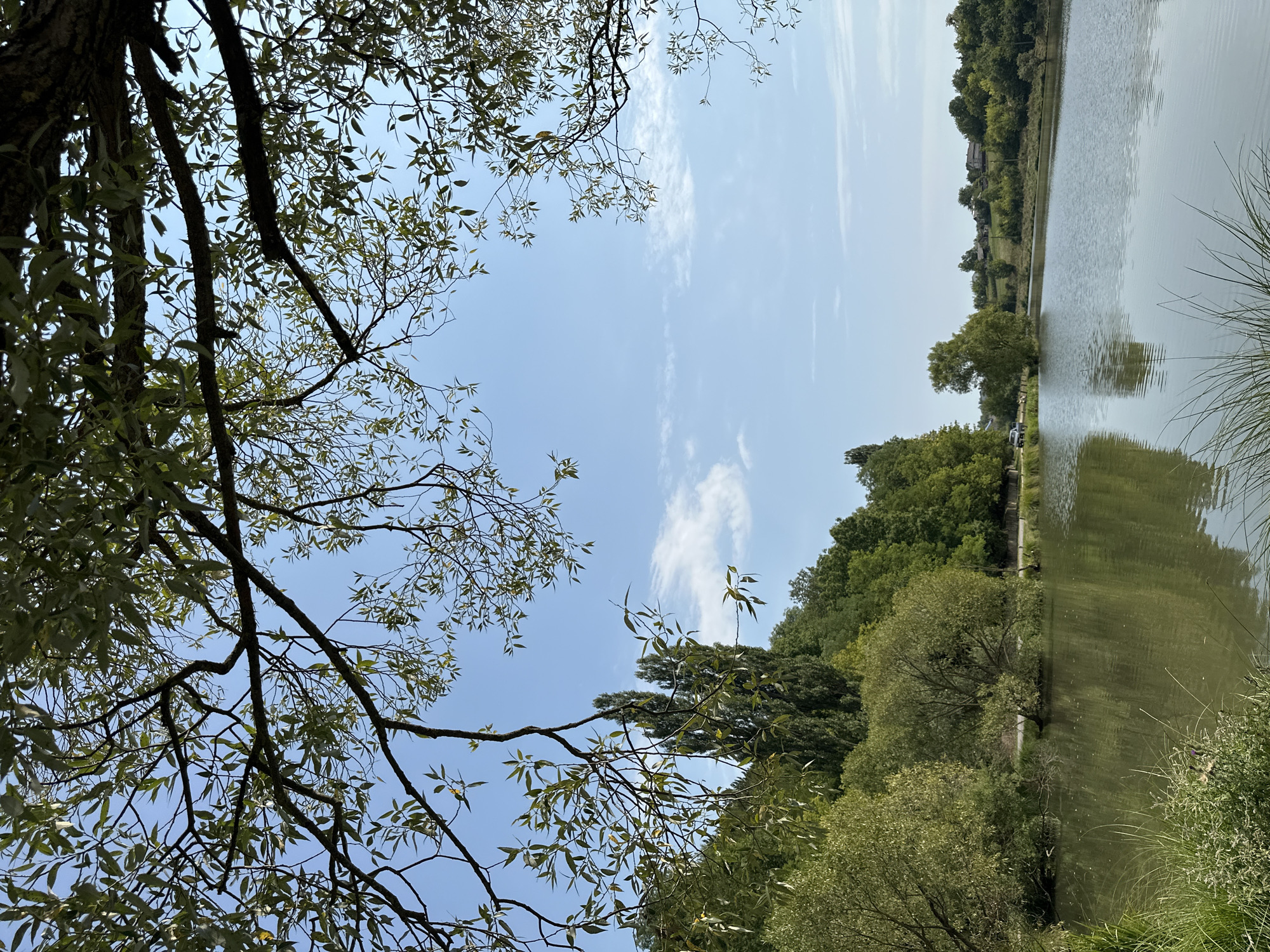 The image captures a tranquil lake scene on a clear day in Makiv, Ukraine. In the foreground, tall grass and reeds line the edge of the calm, reflective water. The lake stretches out, mirroring the bright blue sky with scattered wisps of white clouds.
Along the far bank of the lake, a dense line of trees creates a verdant backdrop. Among these trees, a few taller, slender trees stand out. A road runs behind the trees, and a dark-colored vehicle is visible parked on it. Beyond the treeline, rolling hills dotted with houses and trees extend into the distance under the expansive sky.
The upper portion of the image is dominated by the branches and leaves of a tree in the foreground, its foliage creating a natural frame against the sky. The leaves appear green and healthy, suggesting a warm season. The overall atmosphere is one of peaceful natural beauty.