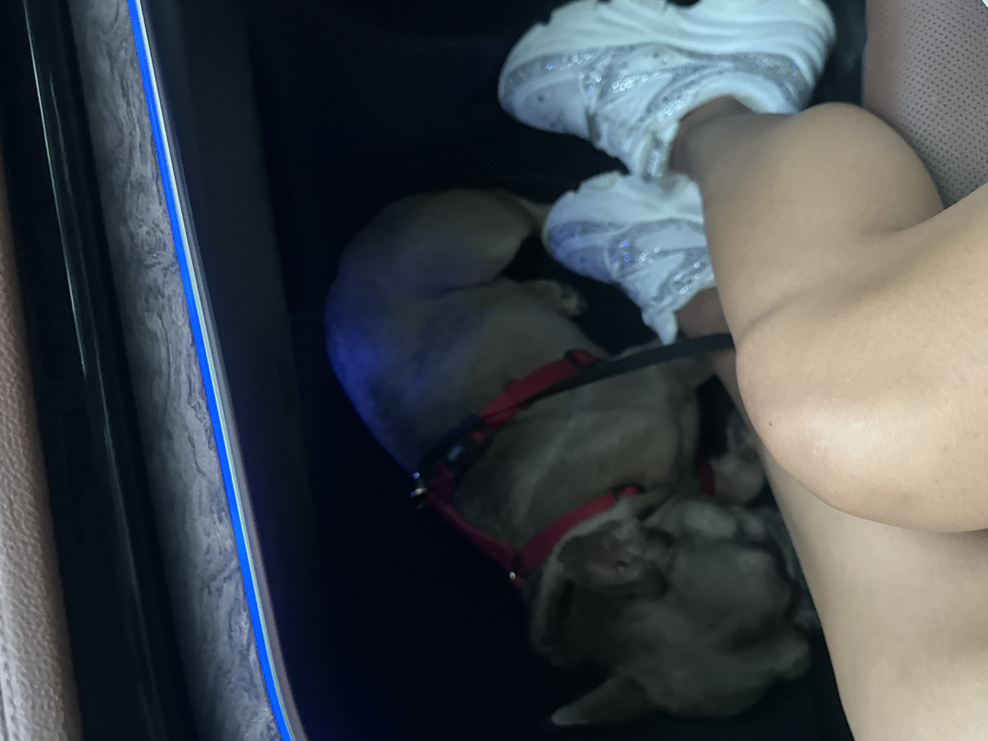 The image shows a French bulldog wearing a red harness in the dark interior of a vehicle. The dog is facing away from the camera, with its head down. In the foreground, a person's legs are visible, wearing white sneakers embellished with rhinestones. The interior of the car features blue ambient lighting along a trim. The person's legs are resting against the car's upholstery. The scene appears to be inside a car, possibly a luxury model, with the focus on the dog and the person's feet. The location of Stara Kresna, Bulgaria is not depicted in the image and cannot be inferred.