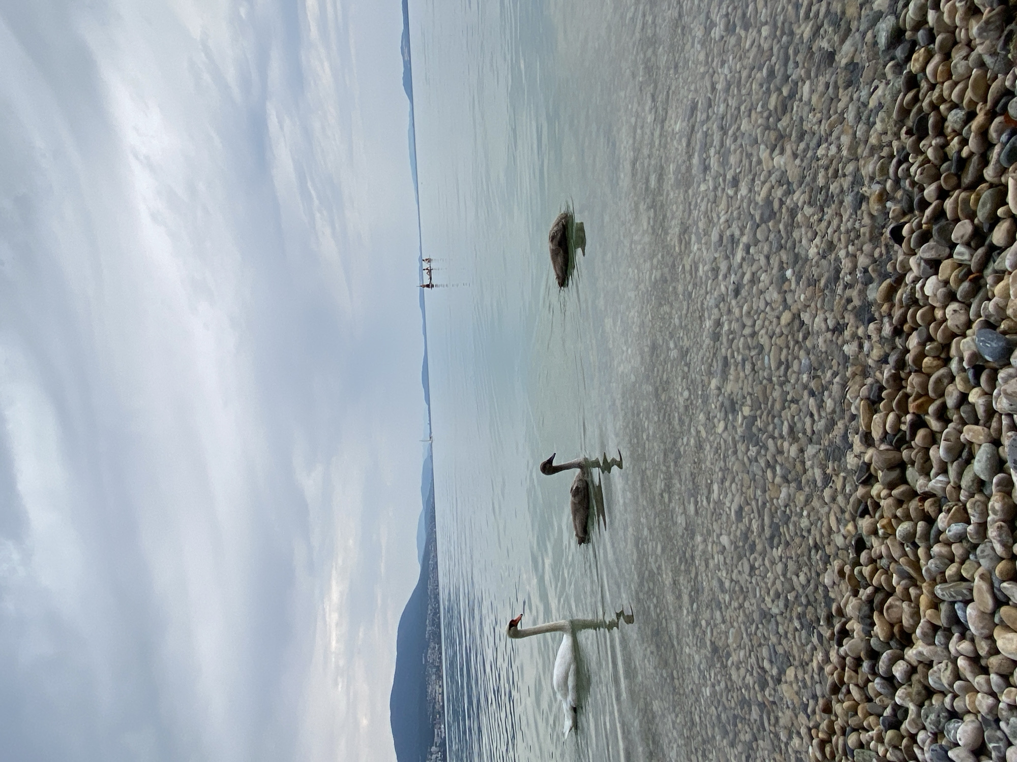 Two swans, one adult white swan and one juvenile gray swan, swim in the calm, clear waters of Lake Neuchâtel near Cortaillod, Switzerland. The lake bottom is visible, covered in smooth, multi-colored pebbles. In the background, a distant shoreline with rolling hills and a small town is discernible under a cloudy sky. Further out on the lake, three figures on paddleboards can be seen. The scene depicts a tranquil natural environment with signs of human activity in the distance.