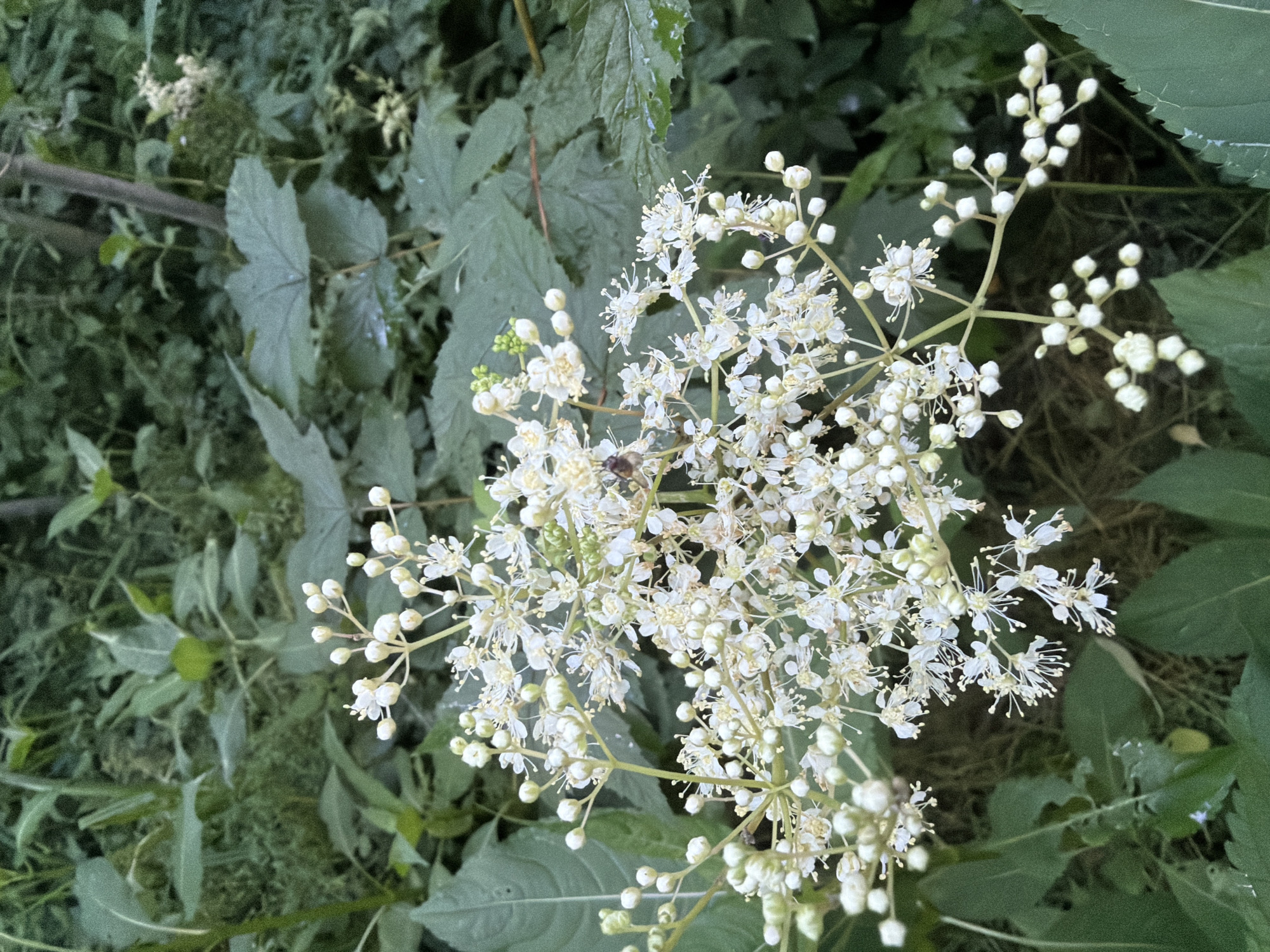 A close-up, vertical shot focuses on a cluster of small, white flowers with delicate, spiky petals and rounded buds. The flowers are arranged in a frothy, tiered display atop slender, branching stems. A small insect, possibly a bee, is visible on one of the flower clusters. The background is a soft blur of lush green foliage, with some larger, darker leaves interspersed with thinner, lighter green stems and leaves. The lighting is subdued, suggesting it may be overcast or late in the day. The scene appears to be in a natural, outdoor environment, likely a garden or woodland area within Ulbroka, Latvia. There are no people visible in the image.