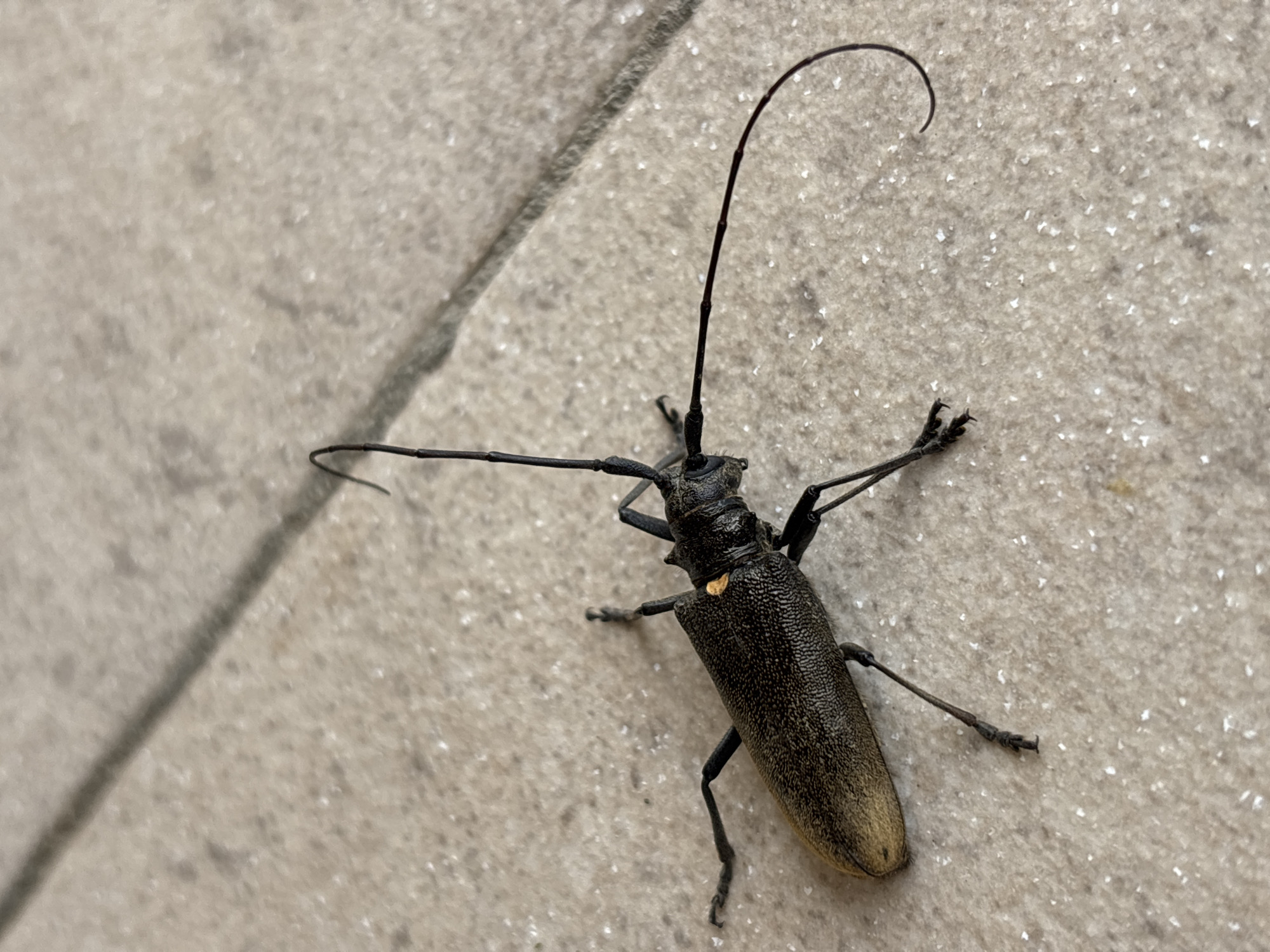 A longhorn beetle with a dark body and yellowish-brown elytra is positioned on a light-colored, textured surface, possibly paving stones. The beetle is facing towards the right, with its long antennae extended. One antenna curves upwards, while the other extends horizontally and then curves downwards. The beetle has six legs, all visible and appearing black. A small, yellowish-orange spot is visible on the beetle's thorax. The background consists of a paved surface with visible grout lines. The lighting suggests it is daytime, with shadows indicating a light source from above and to the left. There are no people or other animals present in the image. The scene is devoid of any context that would suggest a specific location within the city of Korodovo, Russia, or any other city.