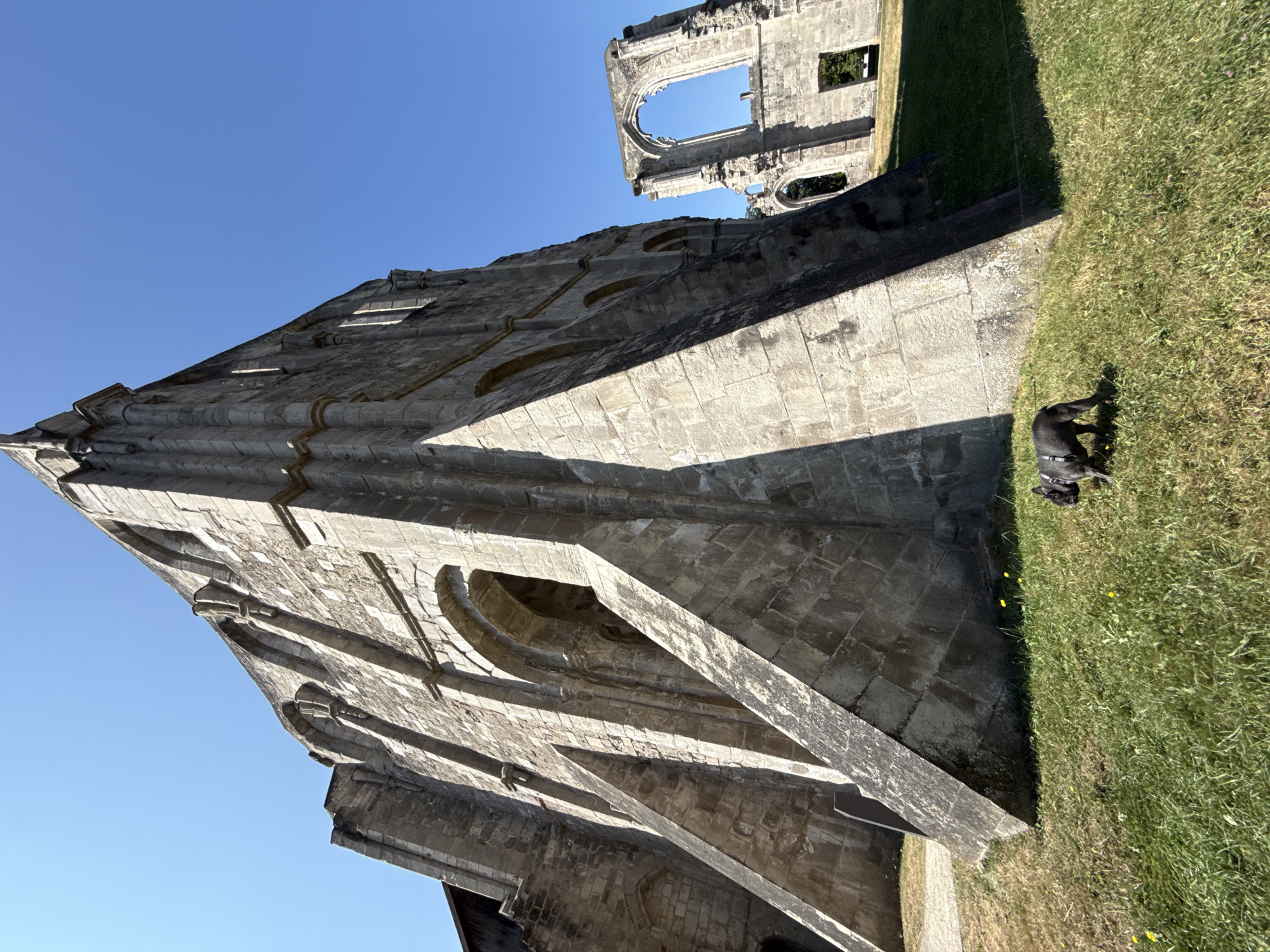An image captures the ruins of Walkenried Abbey in Germany. The foreground is dominated by the imposing stone architecture of the abbey, with its weathered, rough-hewn blocks forming arched openings and angled buttresses. The perspective is low, looking up at the massive structure against a clear blue sky. To the right, another section of the abbey ruins is visible, featuring large, empty window arches. In the grassy area at the base of the ruins, a small, dark-colored French Bulldog is walking. The scene is bathed in bright sunlight, casting distinct shadows across the stone and grass.