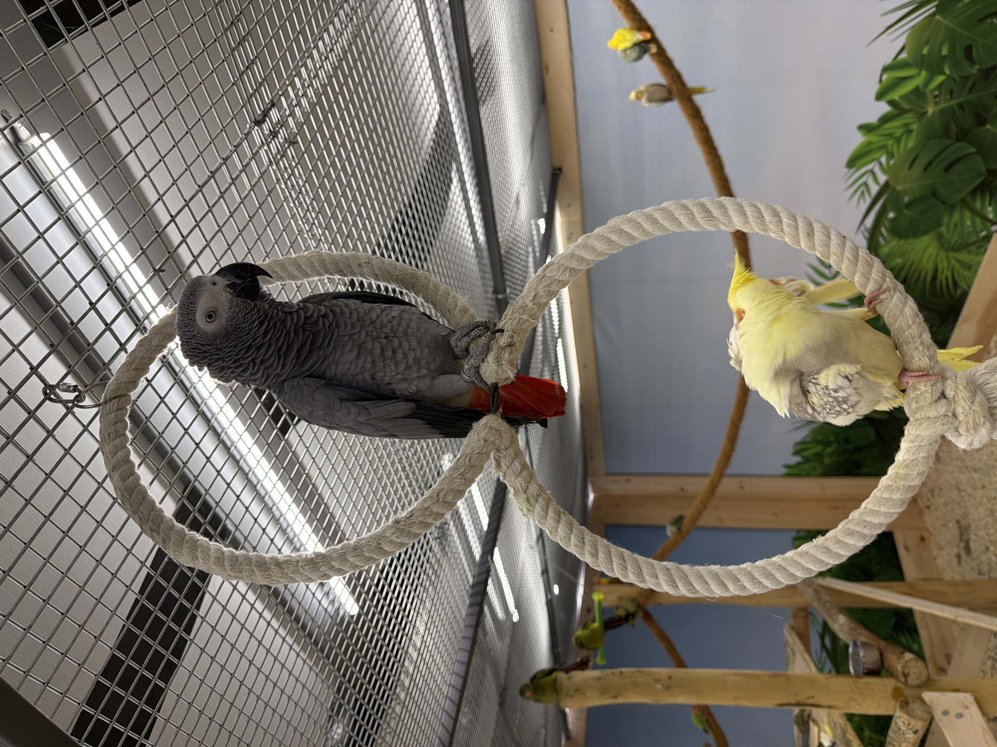 An African Grey parrot is perched on a thick rope swing shaped like an infinity symbol. The parrot is predominantly grey with a red tail. Below it, a light yellow cockatiel with a crest is also on the rope swing, preening its feathers. The background shows a bird enclosure with other birds visible in the distance, wooden structures, and artificial foliage. The scene is indoors, illuminated by overhead lights, and appears to be a bird sanctuary or aviary. This image was captured at the Burgas Zoo in Burgas, Bulgaria.