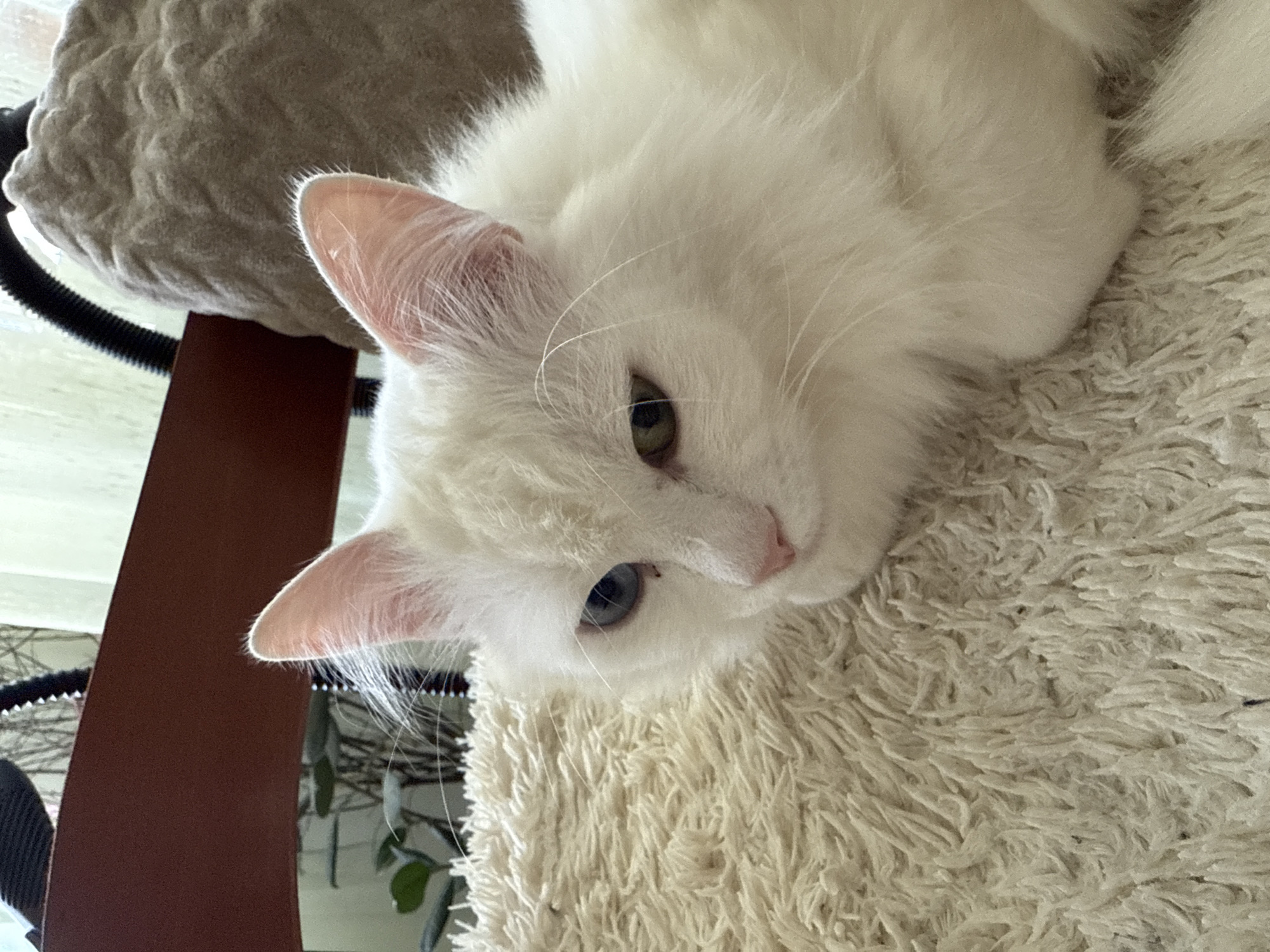 This image presents a close-up, high-angle view of a serene white domestic cat in an indoor setting in Bobylino, Russia. The cat, which appears to be a long-haired breed, is the central subject, resting comfortably and gazing directly at the viewer with a calm and inquisitive expression.
A striking feature of the cat is its heterochromia, with its left eye (from the viewer's perspective) displaying a green or hazel hue, and its right eye a clear blue-grey. Its pure white, fluffy fur is prominent, showing soft texture, and delicate whiskers extend from its muzzle. The cat’s pink nose and inner ear flaps provide subtle color contrast against its pale fur.
The cat is lying on a plush, shaggy, cream-colored surface, likely a blanket or a soft perch of a cat tree, which occupies the foreground and lower right of the frame. In the upper left background, another section of a cat tree is visible, upholstered in a textured grey fabric. A dark, corrugated tube, presumably part of the cat tree's structure, is seen below the grey perch. Further in the background, partially obscured, are green leaves from indoor plants and a light, bright area suggesting a window or curtain, indicating natural daytime lighting. A brown vertical support, also part of the cat tree, is visible on the left. There is no visible text in the image.