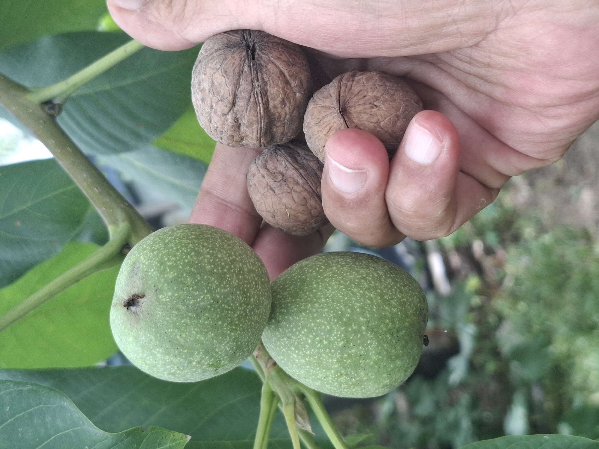 A close-up shot shows a hand holding several walnuts, with two green, unripe walnuts still attached to a tree branch in the background. The hand is positioned to the right of the frame, with the fingers curved to cradle the nuts. The walnuts in the hand are brown and have a rough, textured shell. The two green walnuts are larger and smoother, with small white speckles on their surface. They are hanging from a thin branch with green leaves also visible. The background is blurred, showing greenery and suggesting an outdoor setting. The image does not provide any specific visual cues that would allow for the determination of a location within the city of Almaty, Kazakhstan.