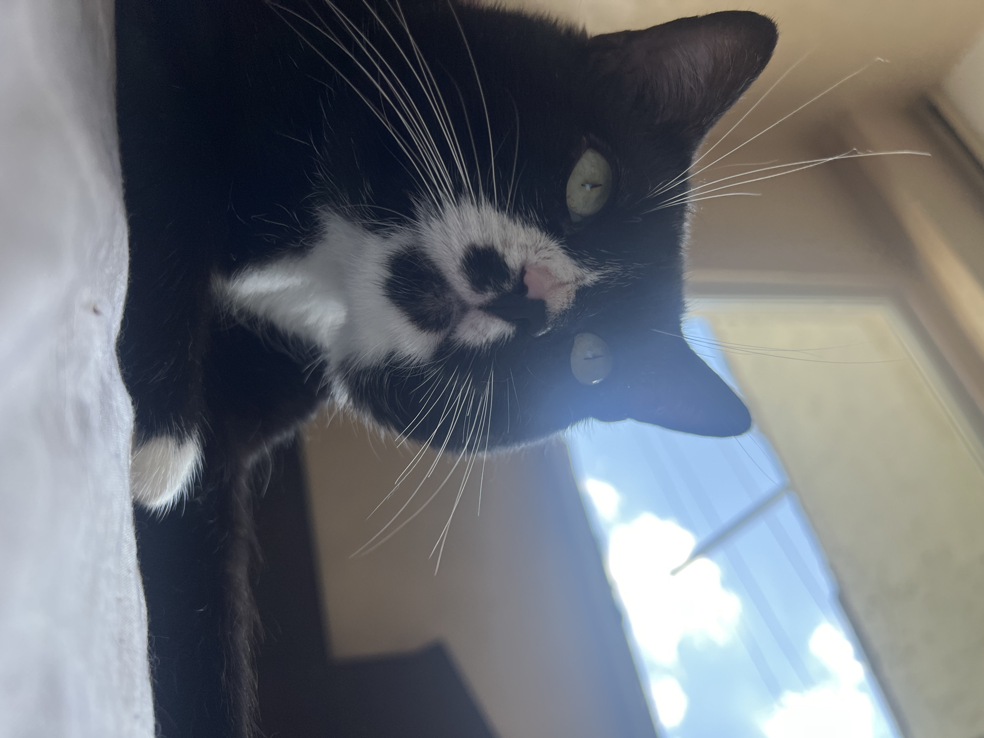 A close-up, low-angle, eye-level shot shows a black and white cat's face and upper body. The cat has green eyes, prominent white whiskers, and white fur on its chest and a small patch on its paw. The cat's nose is pink, with a black spot above it. The background is blurred and out of focus, showing a bright sky with clouds and a window frame. The cat appears to be indoors, possibly on a bed or soft surface. There is no indication of the city of Sofia, Bulgaria, or any specific location within it.