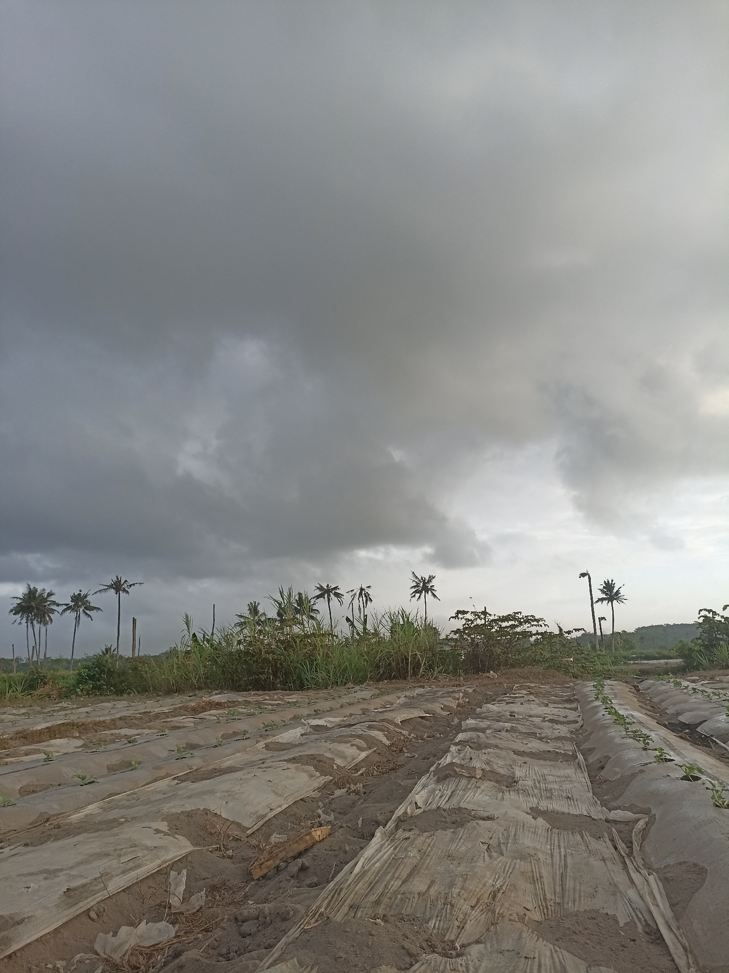 The image depicts an agricultural field in Pandanarum, Indonesia, likely a farm cultivating crops. Rows of young plants are visible, covered with plastic sheeting, suggesting a protected cultivation method. The soil is dark and appears moist. In the background, several palm trees and tall grasses create a natural border to the field, with a line of hills or mountains visible further in the distance. The sky is overcast with heavy, dark clouds, indicating potential impending rain or a stormy weather condition. The lighting is diffused, contributing to a somewhat somber and muted color palette. There are no people visible in the image. The scene is an outdoor agricultural landscape.