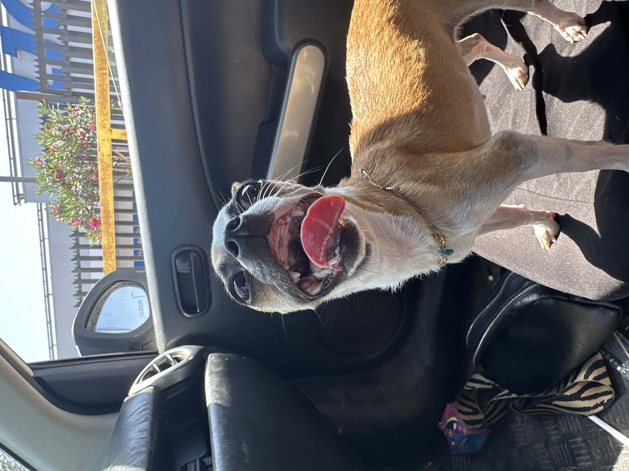 A close-up, interior shot depicts a tan and white Chihuahua-type dog, tongue lolling out, seemingly inside a car. The dog is positioned near the car door and dashboard area. In the background, a car side mirror and plants are visible. The location is likely in Arica, Chile, given the presence of specific blue and white architectural details in the background that are typical of the area. A black purse and striped cloth are visible on the car's floor.