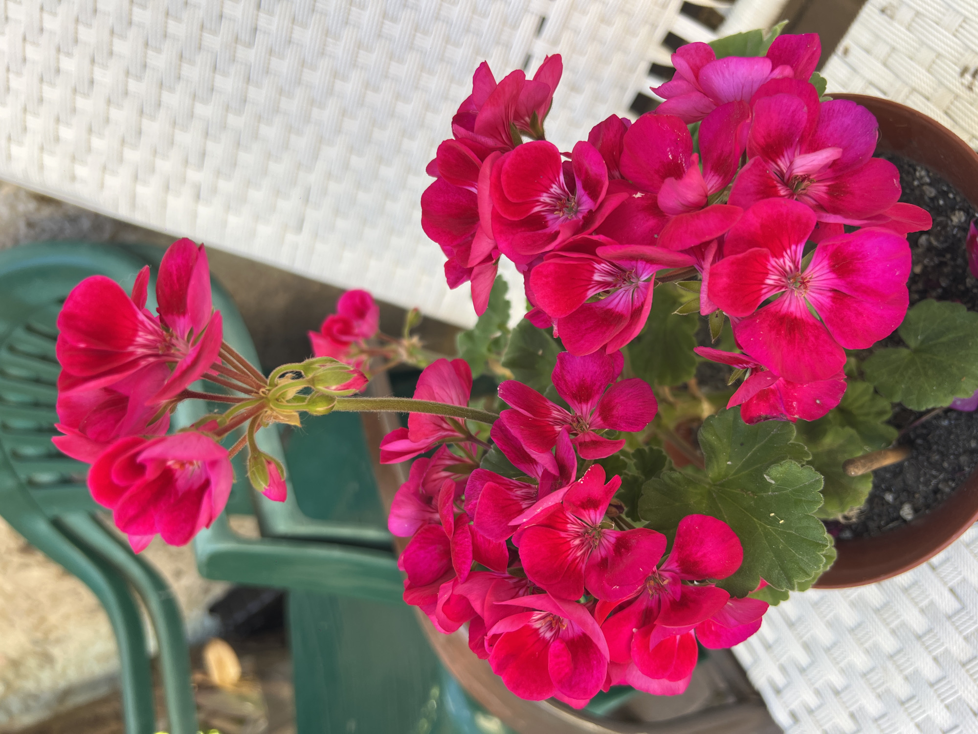 The media file shows a close-up, overhead view of a potted plant with vibrant pink geranium flowers. The flowers are clustered together, with some in full bloom and others as buds. The petals are a rich, saturated pink, with lighter pink or white markings towards the center of some blooms. The leaves are a deep green and appear slightly serrated along the edges.
The pot is a reddish-brown color and contains dark soil with some small pebbles or debris. The pot is placed on a surface that appears to be a white woven chair or table, seen in the upper right of the image. In the background, a blurred green chair is visible, suggesting an outdoor setting, possibly a patio or garden area. The lighting suggests it is daytime, with bright sunlight casting some shadows.
There are no people visible in the image. The scene is static, focusing solely on the plant and its immediate surroundings. The overall impression is one of natural beauty and vibrant color. There is no visible text in the media file. The location context provided is Sukhyi Lyman, Ukraine.