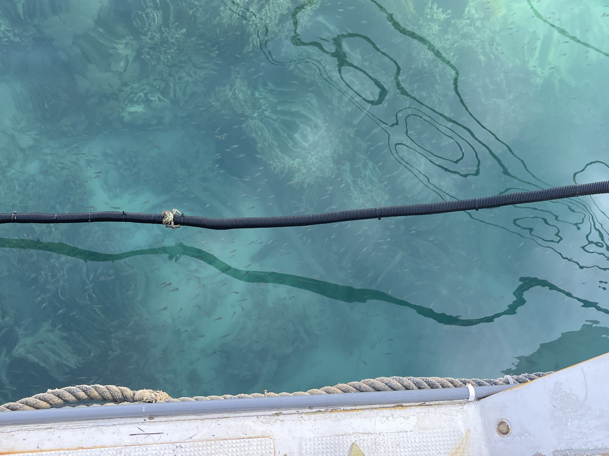 In Karimunjawa, Indonesia, the image captures a clear, shallow turquoise sea from a high angle, likely from a boat or pier. A thick, textured rope runs vertically along the left edge of the frame, attached to a white structure. Beside it, a black corrugated tube, possibly for electrical or plumbing purposes, dips into the water. The water is teeming with small, silvery fish that form a shimmering cloud beneath the surface. The seabed is visible, showing intricate patterns of sand and possibly coral formations. The sunlight creates subtle reflections and patterns on the water's surface, adding to the serene and natural ambiance of the scene.