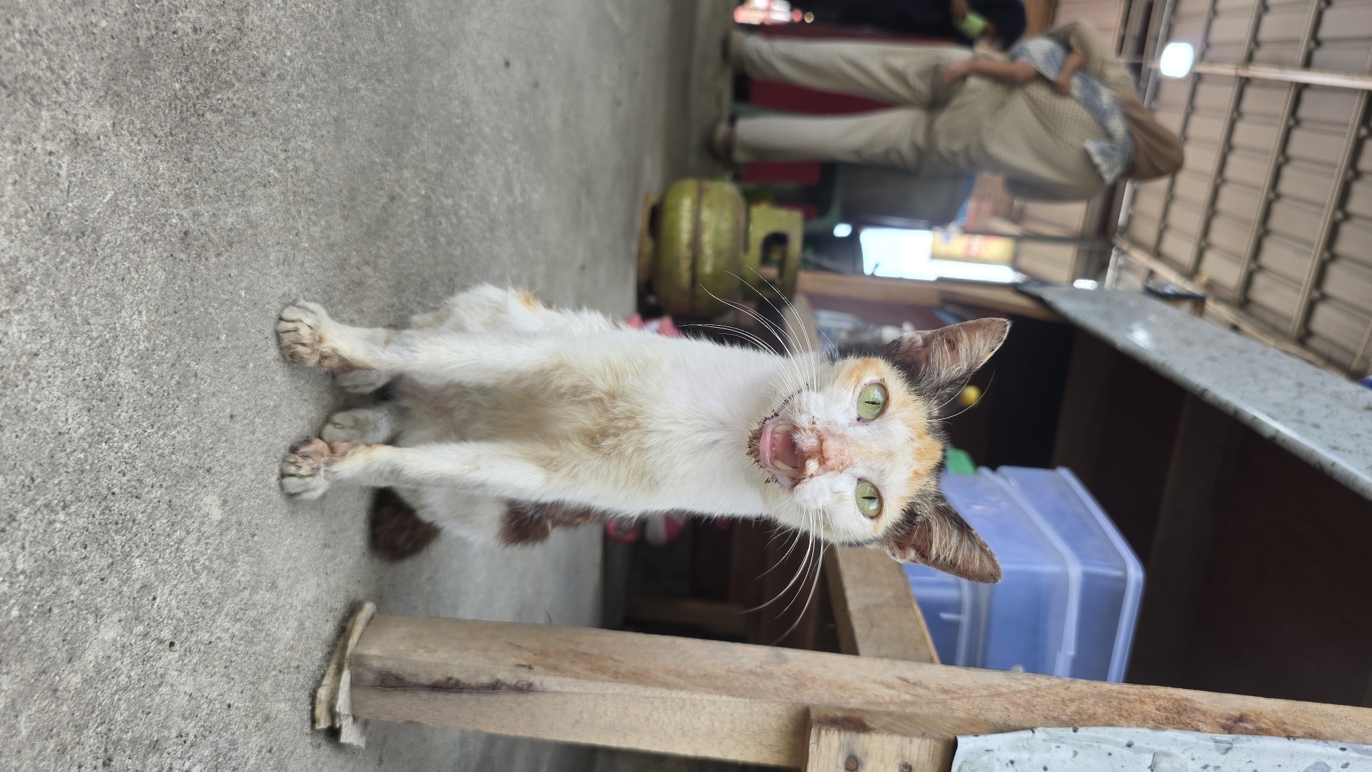 A thin, white, brown, and orange calico cat with bright green eyes sits on a gray concrete surface in Lhokseumawe, Indonesia. The cat is positioned with its front paws stretched forward. Its mouth is open, revealing teeth and a pink tongue. Behind the cat, a wooden structure serves as a makeshift table or bench. Further in the background, a green gas cylinder is visible. A person wearing tan-colored pants and a blue patterned shirt is walking away. The background suggests an outdoor market setting, with a corrugated metal roof structure overhead. A stack of blue plastic containers rests on a surface in the background.