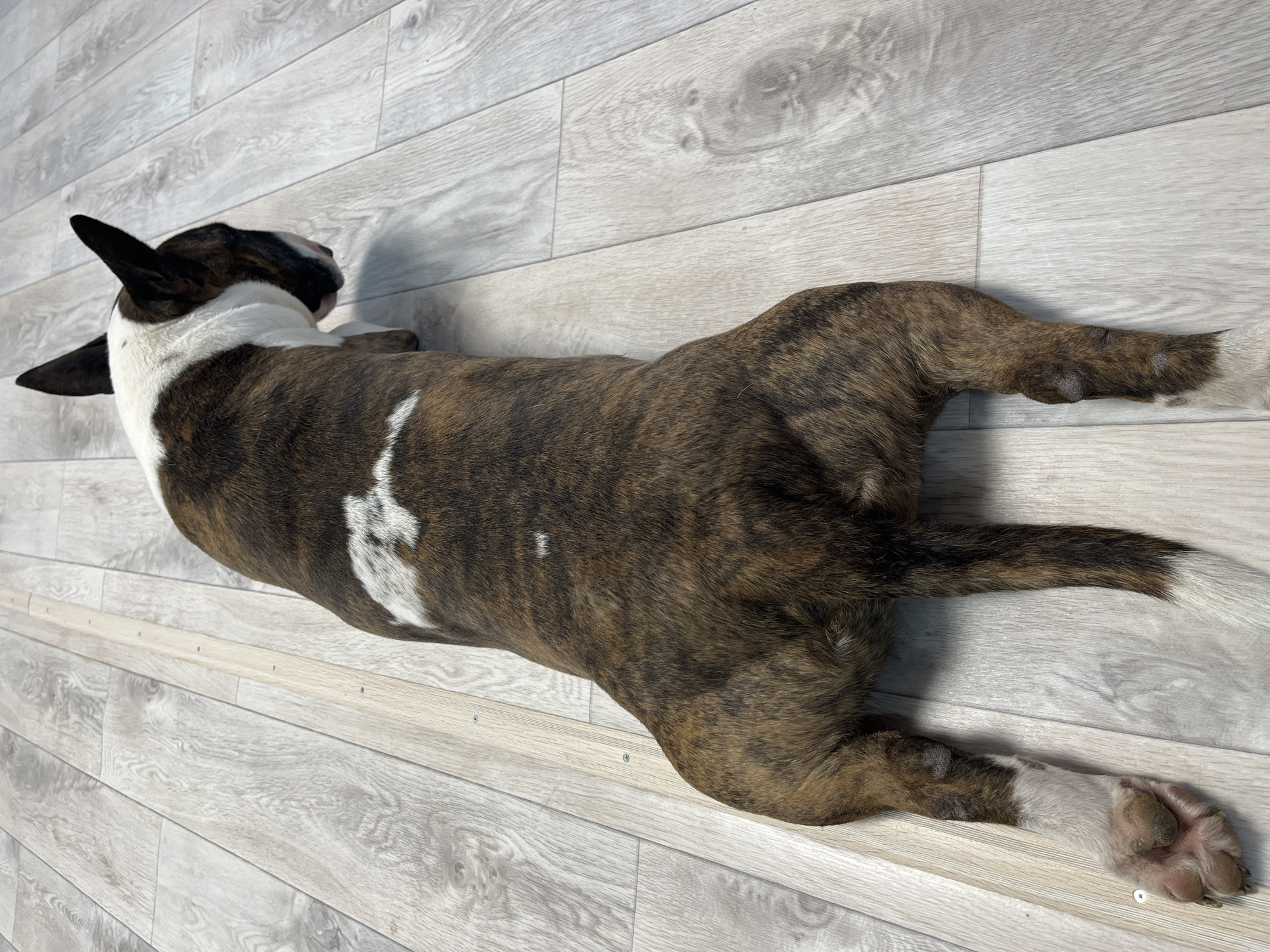 A brindle and white Bull Terrier lies on a light wood-plank floor. The dog is viewed from above, positioned diagonally in the frame. Its head is to the upper left, with large ears, one of which is upright. The dog's body is covered in a striking brindle pattern of dark brown and lighter brown stripes, interspersed with white markings on its chest and legs. Its tail is long and tapers to a white tip. The floorboards are light gray with visible wood grain and seams, creating a textured surface. The lighting is even and appears to be artificial, suggesting an indoor setting. There are no people or other objects visible in the frame, and the scene is static, with the dog at rest. The overall impression is one of quiet repose in a domestic environment. No text is visible.