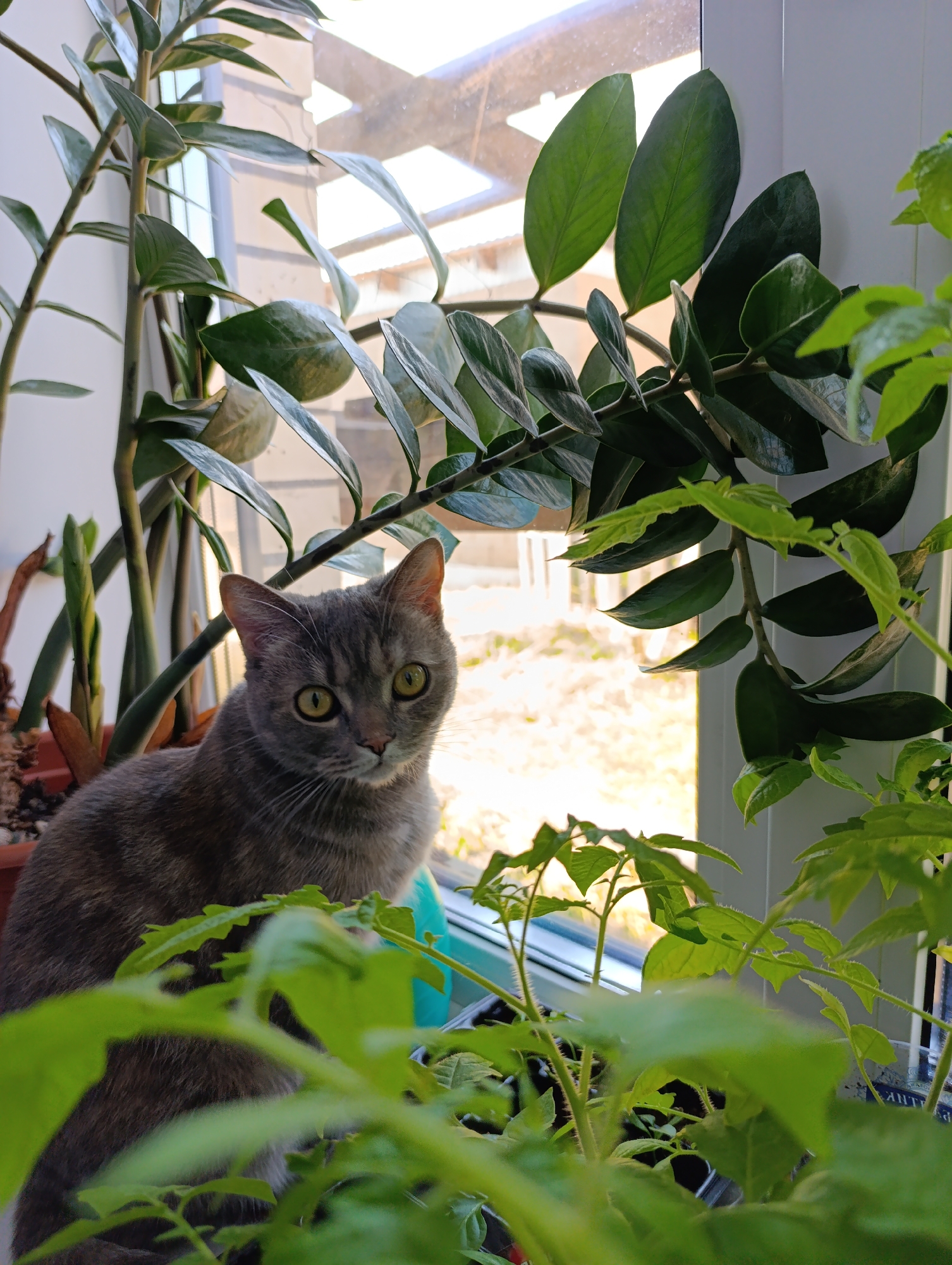 A gray tabby cat sits among various potted plants on a window sill. The plants include a ZZ plant (Zamioculcas zamiifolia) with its characteristic glossy green leaves, and what appear to be young tomato plants. The cat is looking directly at the camera with its yellow-green eyes. A window with a view of the outdoors is behind the plants. The presence of a window sill populated with plants suggests an indoor, domestic setting. The location is Chaikovsky, Russia.