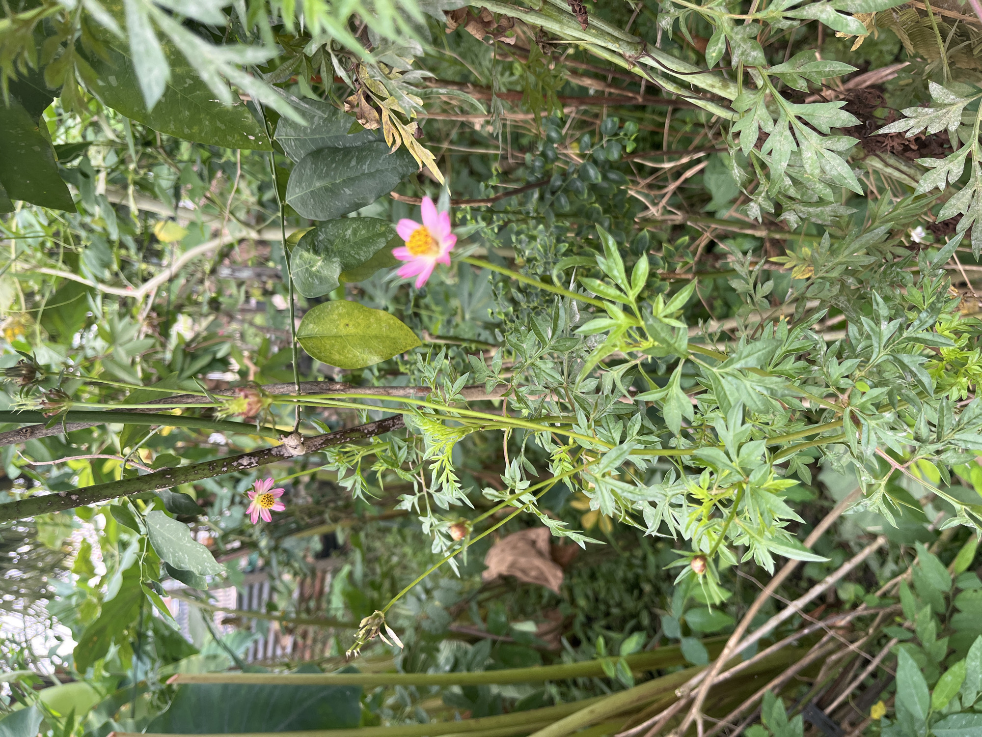 In the humid environment of Meliau Hulu, Indonesia, a close-up shot captures a patch of wild foliage dominated by the vibrant pink of a cosmos flower. The flower, delicate and with yellow stamens, stands out against the backdrop of lush green leaves. The stems of the plant are thin and green, some bearing small buds. The scene is dense with other plants, their leaves creating a textured, layered effect. In the background, a hint of a wooden fence and the indistinct shapes of more vegetation suggest a natural, untamed setting. The light is soft, indicating an overcast day or the dappled shade of a forest canopy.