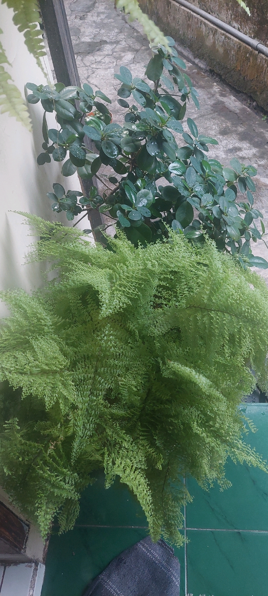 The image shows two potted plants in an outdoor setting, likely a patio or walkway. In the foreground, a large, lush fern with delicate, feathery fronds dominates the frame. Behind the fern, a smaller plant with dark green, glossy, oval-shaped leaves is visible. The plants are situated near a light-colored wall on the left and a textured concrete surface on the right, possibly a ground or walkway. A dark vertical post or beam is also present. The overall impression is that of a natural, perhaps slightly damp, environment. The location is specified as Lumajang, Indonesia, suggesting this scene is part of the urban landscape there.