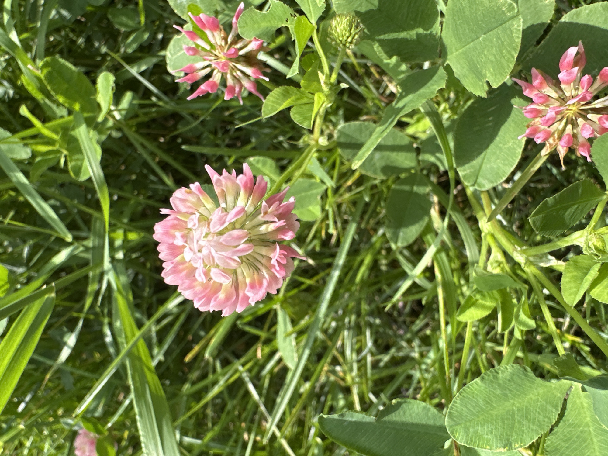 The image shows a close-up view of red clover flowers (Trifolium pratense) blooming amidst lush green grass. The flowers are spherical in shape, with numerous small, pink petals. The surrounding vegetation is dense, with individual blades of grass and clover leaves clearly visible. The lighting suggests it is daytime, with sunlight casting shadows and highlighting the textures of the plants. The scene is natural and appears to be outdoors, likely in a park, field, or garden. There are no people or man-made structures present. The specific location within the city of Znamya Oktyabrya, Russia cannot be determined from the visual information alone.