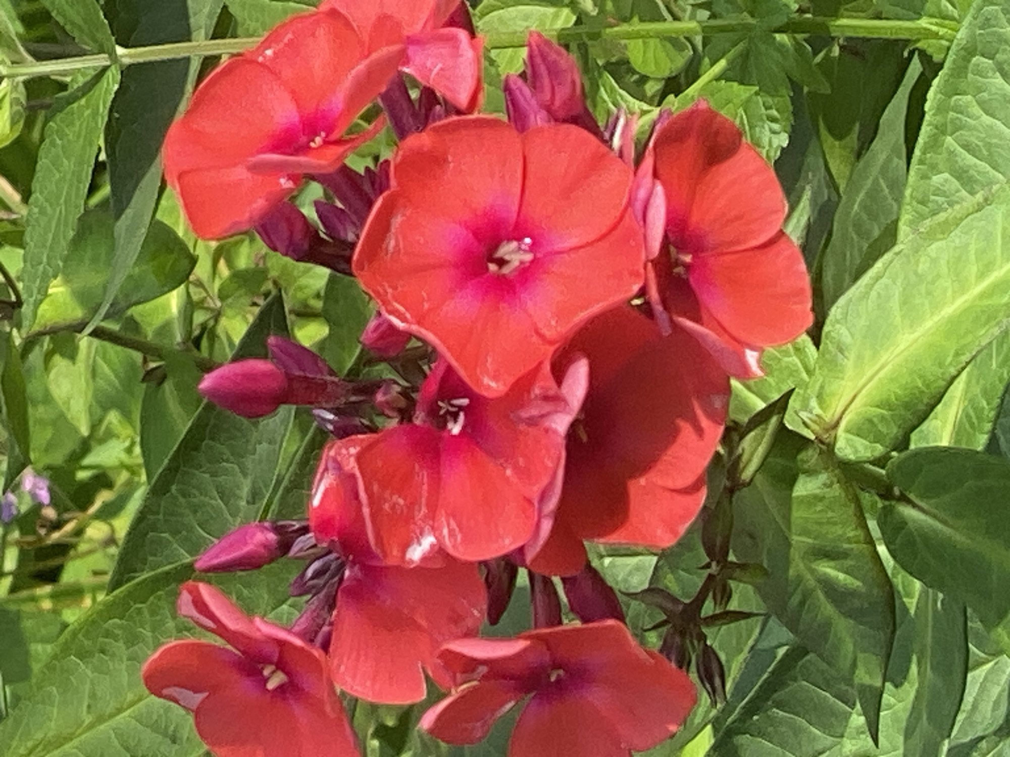 This is a close-up, vertical, eye-level photograph of red flowers with green foliage. The flowers are in focus and show detail in their petals and stamens. The background is a blur of green leaves, suggesting an outdoor, natural setting. There are no people or animals visible. There is no information available to place this image in Novokuznetsk, Russia.