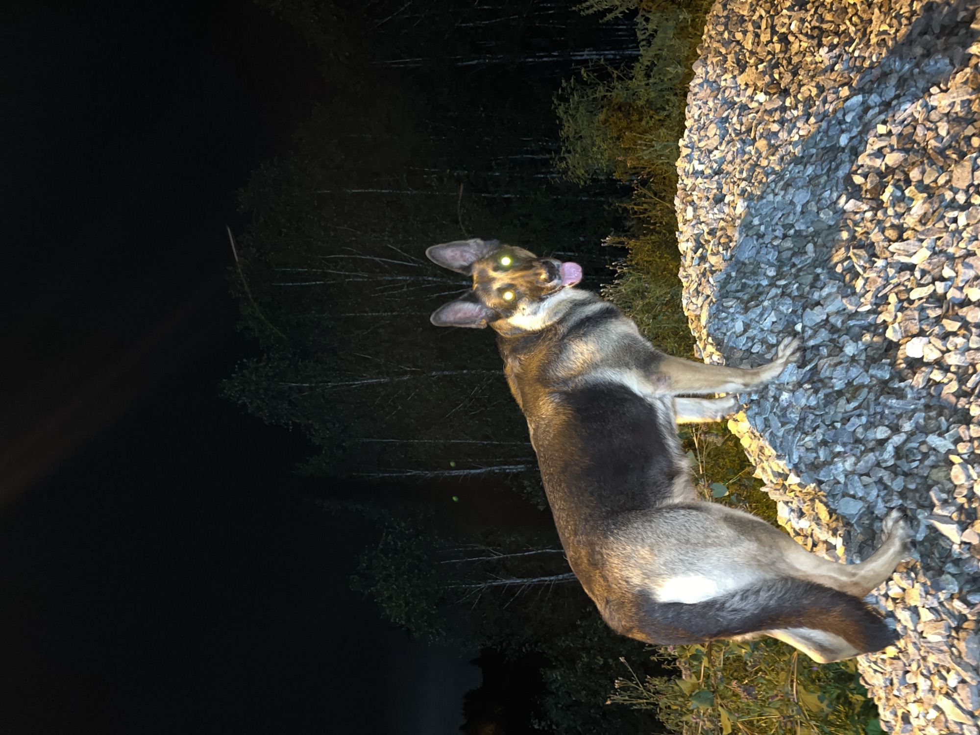 A German Shepherd dog stands on a pile of gravel at night, its eyes reflecting light with a greenish glow. The dog is facing the camera with its tongue slightly out. Behind the dog is a line of trees against a dark sky, with some faint lights visible in the distance. The area appears to be an outdoor, unlit space, possibly a construction site or industrial area.