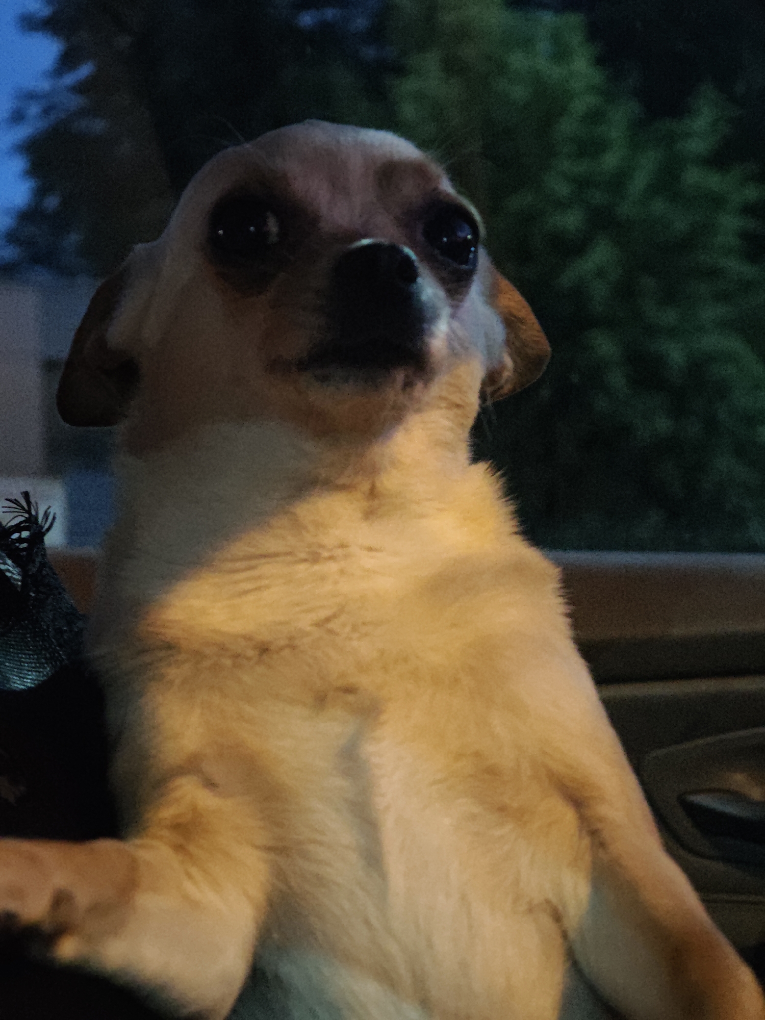 A close-up, slightly low-angle shot depicts a small, light-tan dog, possibly a Chihuahua, standing upright with its front paws visible. The dog has large, dark eyes and a black nose. The background is blurry, showing hints of greenery (possibly trees) and a blue, dusky sky. A dark fabric or object with fringe is visible in the lower left corner. Due to the lack of definitive geographical details, determining the location as Sofia, Bulgaria is not possible from the image alone.