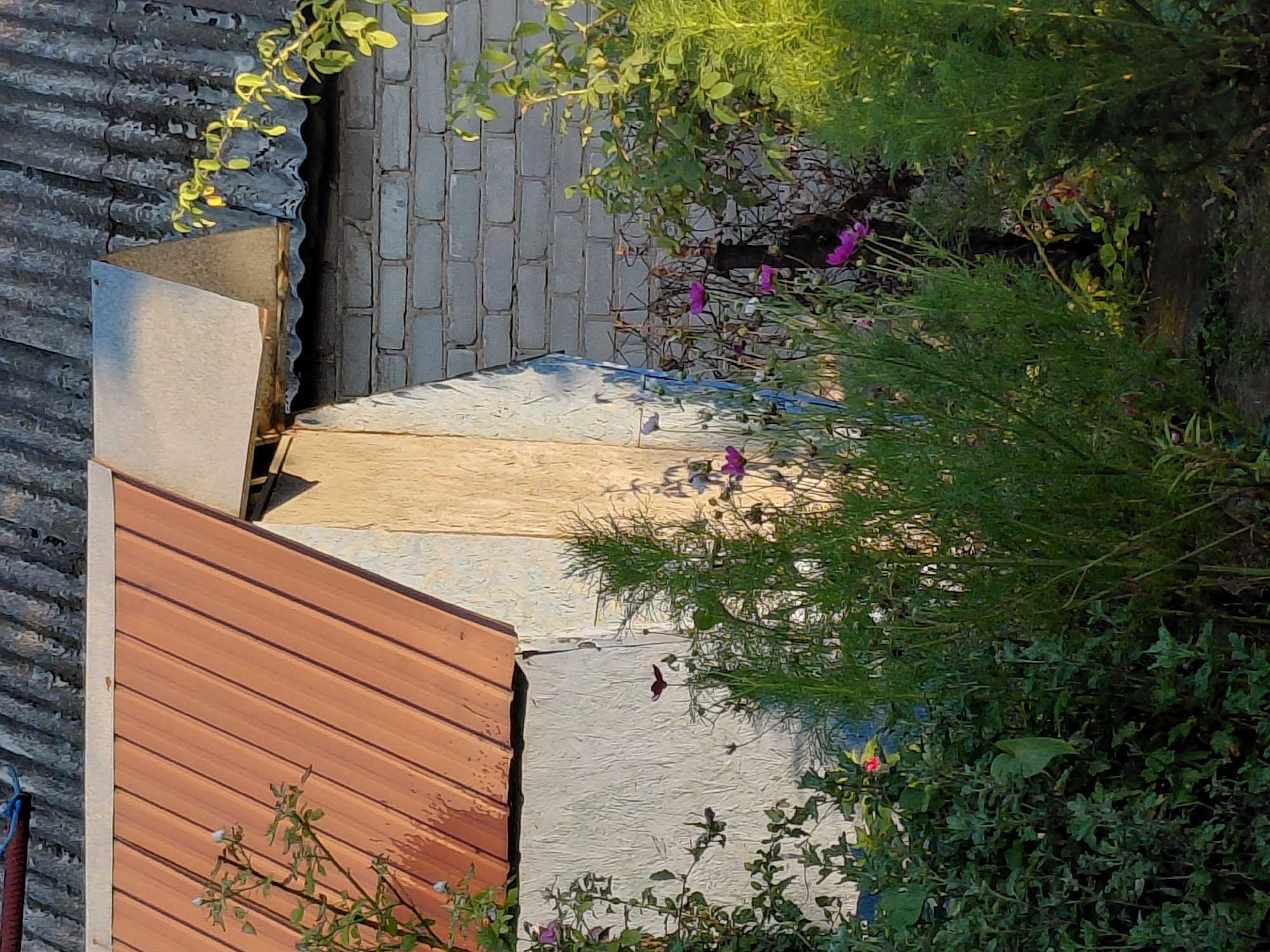 A medium shot shows a section of a building's exterior, overgrown with plants. The building's roof is made of corrugated metal, some sections rusted and aged, others a reddish-brown. A portion of the roof extends over a wall constructed from light-colored bricks. A smaller, angled metal structure protrudes from the building under the main roofline, casting a shadow. The wall below the metal roof is a textured, light-colored material, possibly stucco or painted wood, with some blue paint streaks visible on the lower right. Dense green foliage, including leafy bushes and feathery plants, encroaches on the building, with some pink and purple flowers blooming amongst the greenery. A dark, silhouetted object, possibly a butterfly or moth, is visible in the upper center of the foliage. The scene is bathed in warm sunlight, creating sharp shadows and highlighting the textures of the materials and plants. The background is out of focus, suggesting a natural or semi-urban environment.