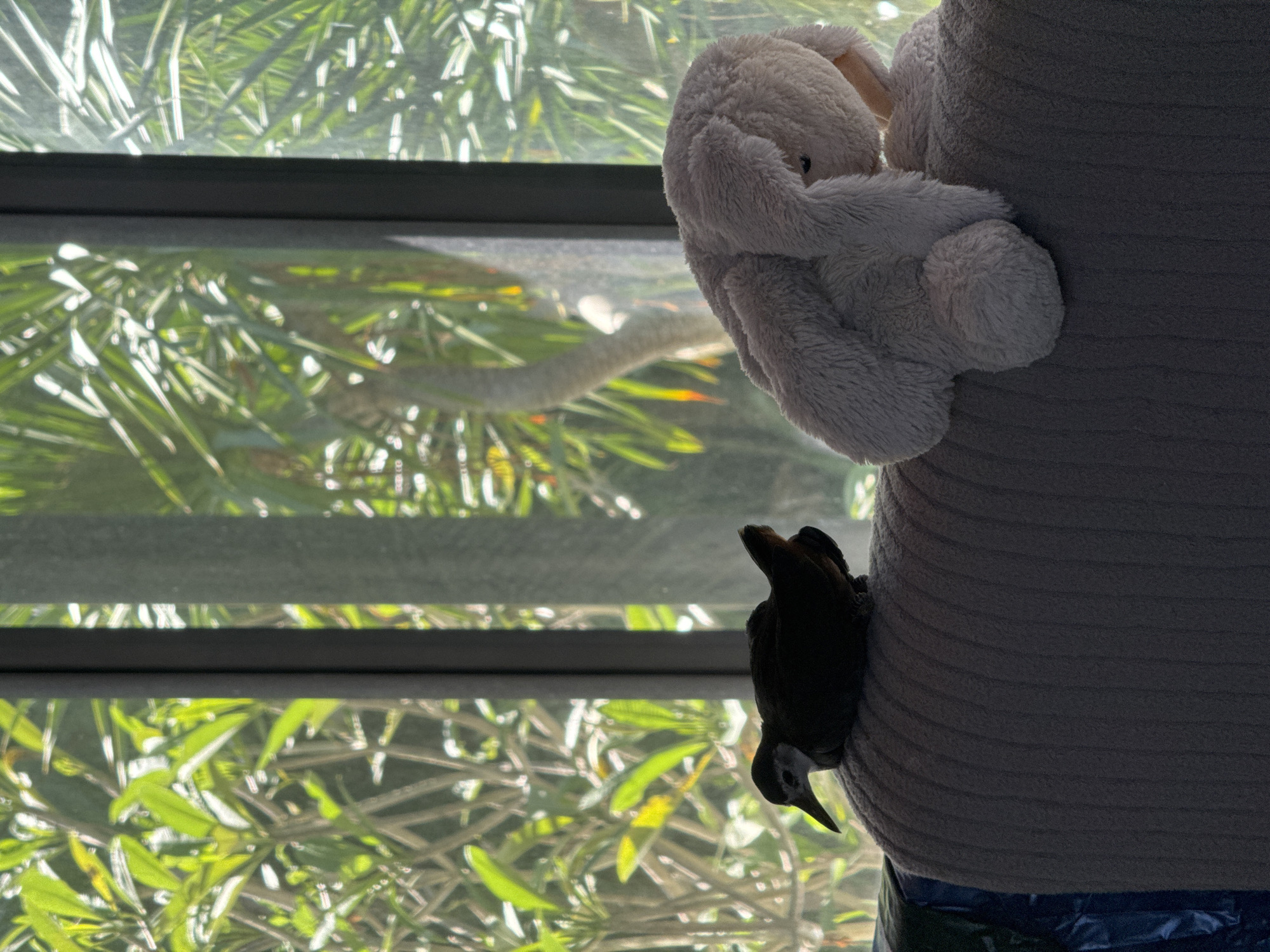 A view from inside a building shows a person wearing a gray sweater holding a plush bunny. A bird with black feathers and a white neck is perched on the sweater. Outside the window are green plants. Location: Unknown, Indonesia.