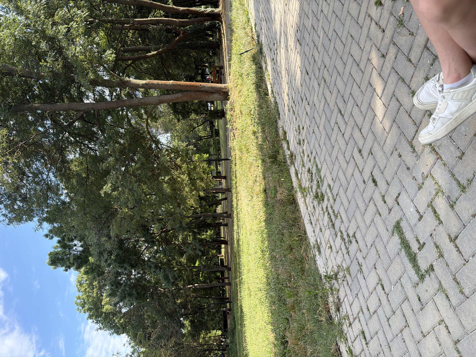 This is a medium shot, outdoor photograph taken from a low angle, looking across a paved walkway towards a grassy park area with trees. In the foreground, two white sneakers with white socks are visible, suggesting the viewer is sitting or resting. The walkway is made of light gray interlocking pavers arranged in a herringbone pattern, with small patches of grass growing between them. The grassy area beyond the walkway is well-lit by sunlight, with some longer blades of grass and weeds. A line of trees with dense green foliage forms the background, casting shadows on the grass. The sky is a clear blue with a few wispy white clouds. In the middle ground, a few park benches are visible among the trees, and a trash can is located near a lamppost. In the far background, there are more trees and a hint of buildings or structures. The image evokes a sense of a peaceful day in a public park. This scene appears to be from the Sea Garden in Burgas, Bulgaria, a large and popular urban park.