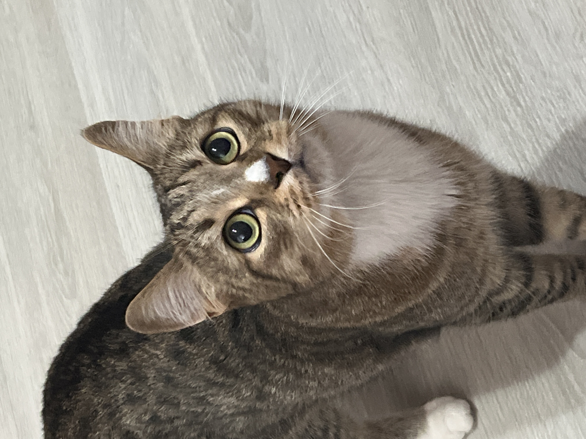 An adult tabby cat with green eyes and a white patch on its nose stands on a light-colored, wood-patterned floor. The cat is looking upwards, with its ears perked. Its fur is a mix of brown, black, and white stripes, with a white chest. The background is out of focus, showing more of the floor and a hint of a white fluffy surface on the right side of the image. There are no people or other animals visible. The location is not discernible from the image.
