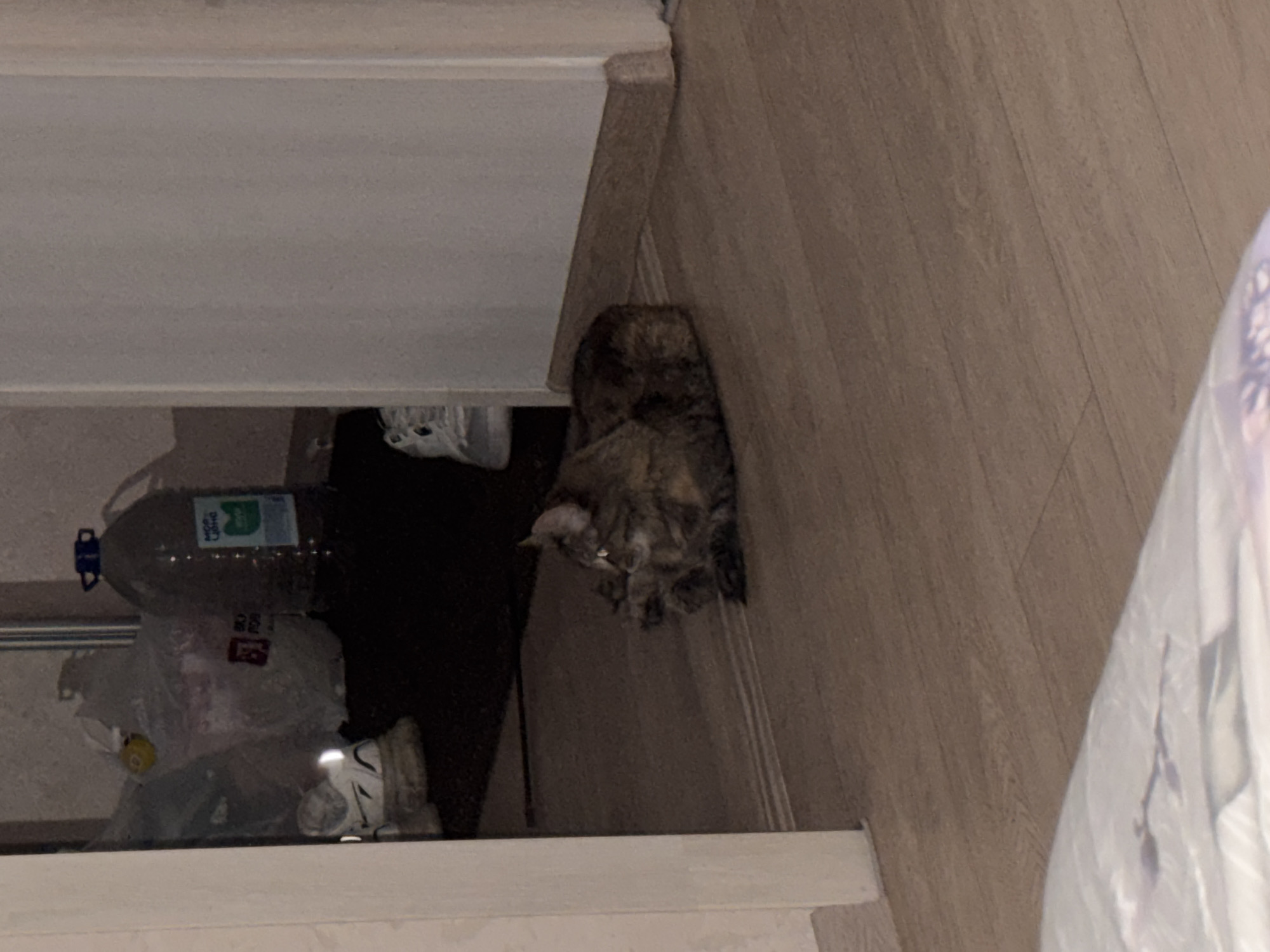 A domestic cat is lying on a wooden floor in what appears to be a home interior. The cat is a tabby with brown and black fur and is resting with its paws tucked underneath its body. Its head is turned to the right, and its eyes are open, reflecting light. In the background, there are several objects, including plastic bags, a large jug of liquid, and a pair of white athletic shoes. The lighting is dim, suggesting the photo was taken indoors at night or in low light conditions. The flooring is made of wooden planks, and the walls appear to be painted a light color. The overall scene is casual and domestic. There is no information available about the specific location in Saratov, Russia, beyond it being an interior setting.