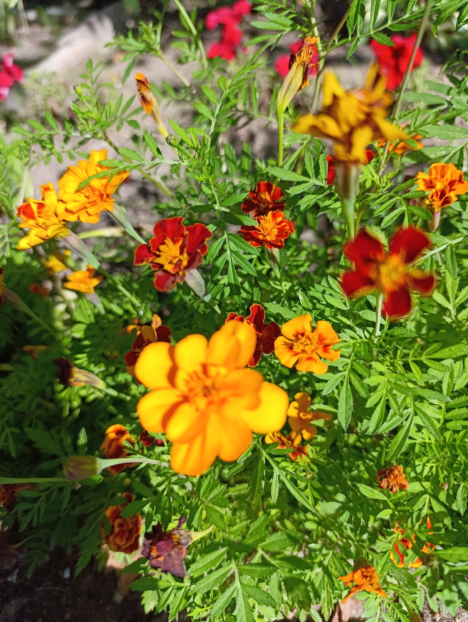 This is a close-up, overhead, vertical shot of a cluster of marigold flowers in bloom, with some buds and withered flowers also visible. The flowers are primarily orange and red, with some yellow tinges. The foliage is a vibrant green and appears feathery. The background is out of focus, showing glimpses of other flowers, plants, and what appears to be dirt or ground cover. There are no people or animals present. The scene depicts a garden setting, possibly in a park or private yard, within Moscow, Russia.