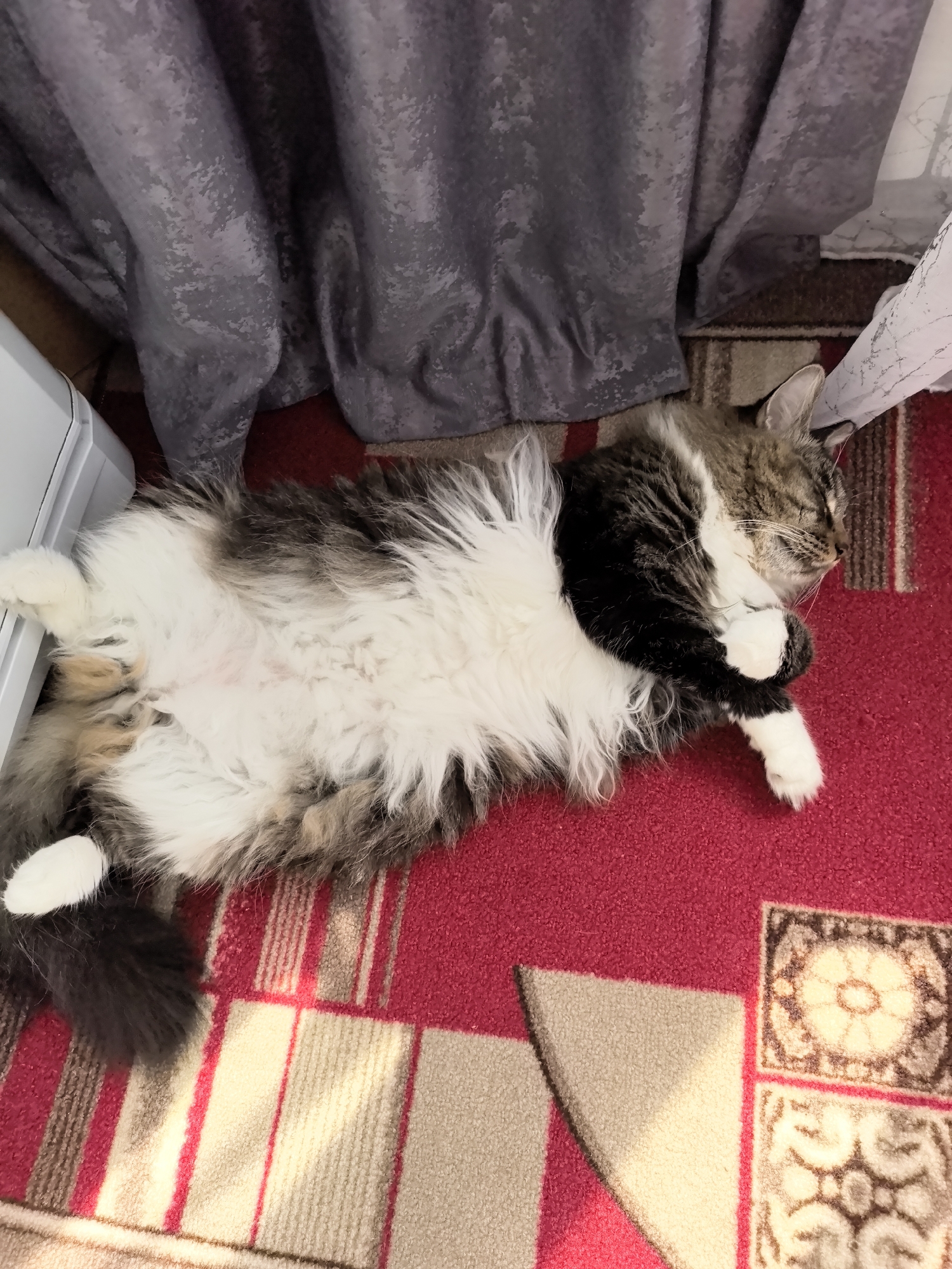 A long-haired cat is sleeping on its back on a red carpet. The cat is predominantly white with patches of brown and black fur. Its eyes are closed, and its paws are tucked in. The cat is positioned next to a white appliance and near a grey curtain and a sheer white curtain. The carpet has a striped pattern with alternating bands of red, beige, and brown. The scene is indoors. The location is identified as Veshenskaya, Russia.
