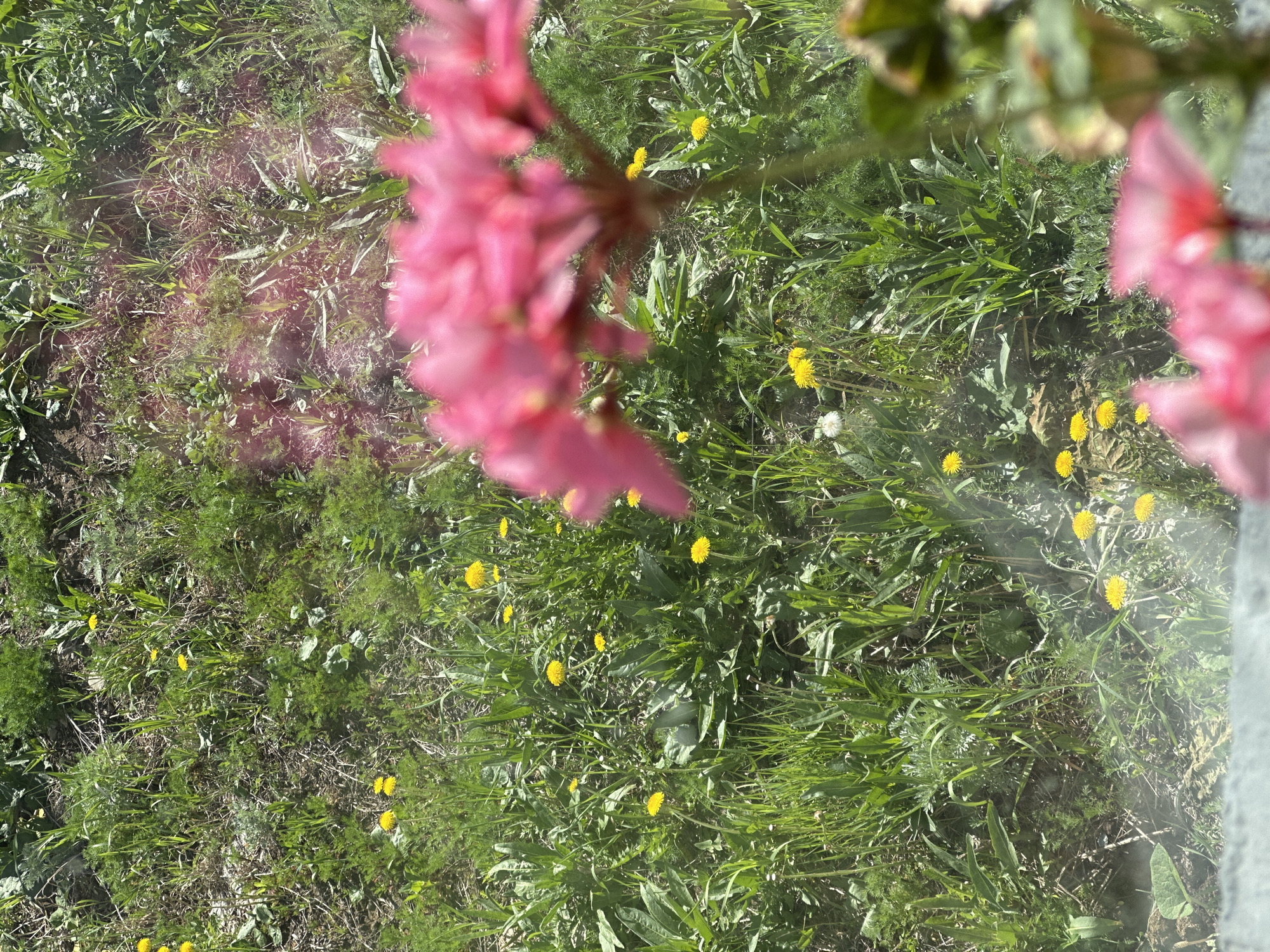 The image shows a patch of grass with yellow dandelions scattered throughout. In the foreground, there are blurred pink flowers. The ground is visible between the grass and dandelions. The image appears to have been taken at a low angle, close to the ground. The location is not specified.